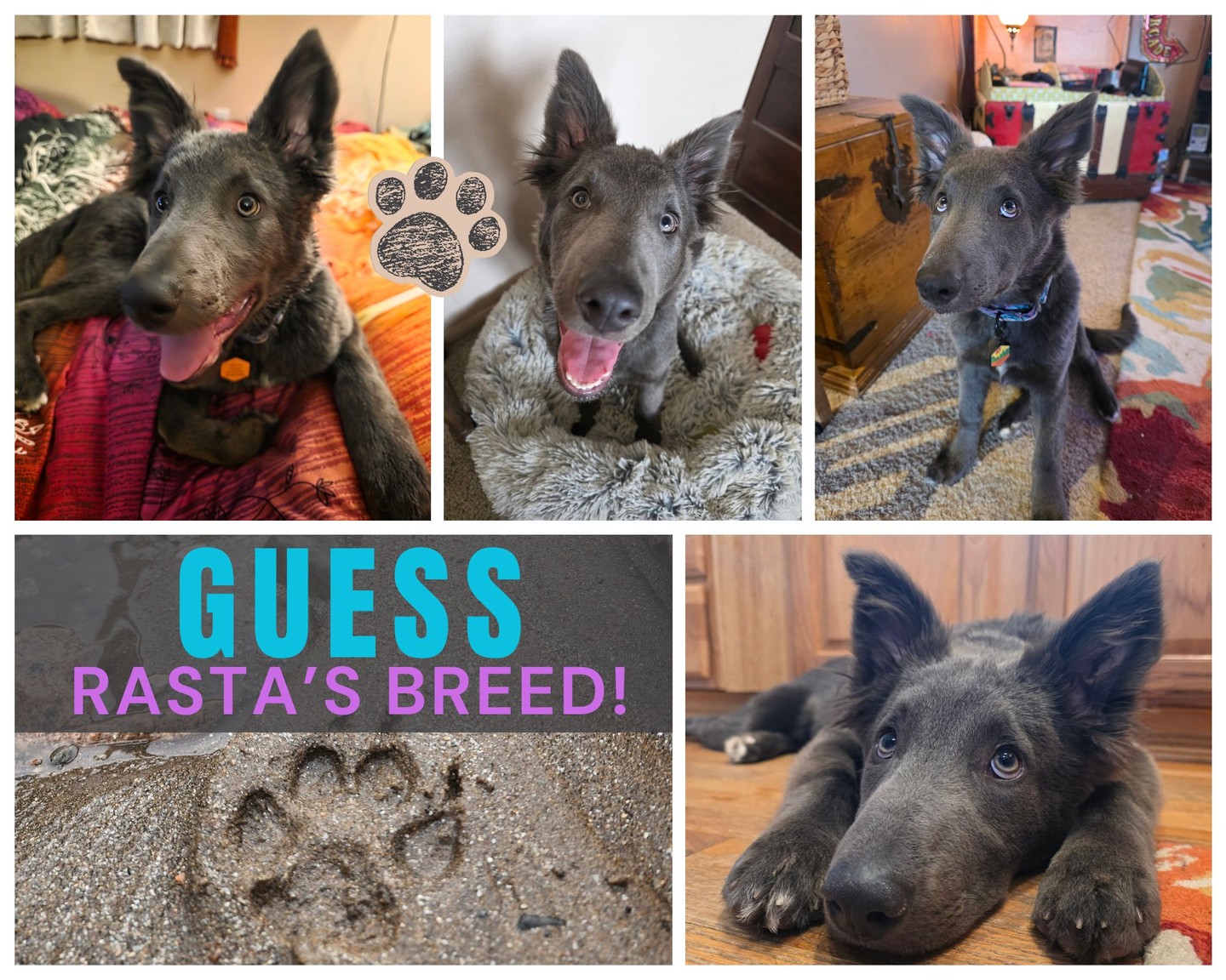 🐾✨ RASTAFARI BREED GUESSING GAME ✨🐾
Alright friends… it's time 👀
We got Rasta's results back… but I'm not telling you yet 😏
I want to hear YOUR guesses first ⬇️
Based on her:
🐾 Looks
🐾 Personality
🐾 Chaos level 😅
What do you think she is?!
Drop your guesses below 👇 (you can list more than one!)
🚨 No cheating if you already know!! 🚨
I'll reveal the answer tomorrow… and I'm VERY curious who gets it right 👀
#k9wisdom_dognerd #puppytraining #dogtrainingtips #dogbreed #mixedbreed #funwithfollowers