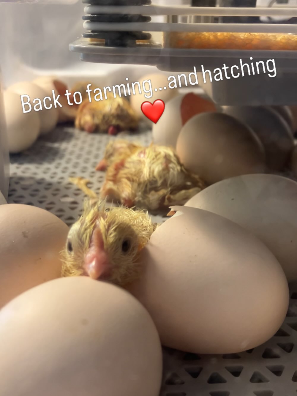 We are so excited to be partnered with Dirt Road Naturals for their Zootrilogics Ration Cakes! An all natural feed optimizer specialized for heritage birds. These babies are hatching from our laying flock, who have gobbled down ration cakes all winter. The eggs our Bresse flock are producing are creamier and more delicious than ever, and this hatch is looking to be our strongest yet.