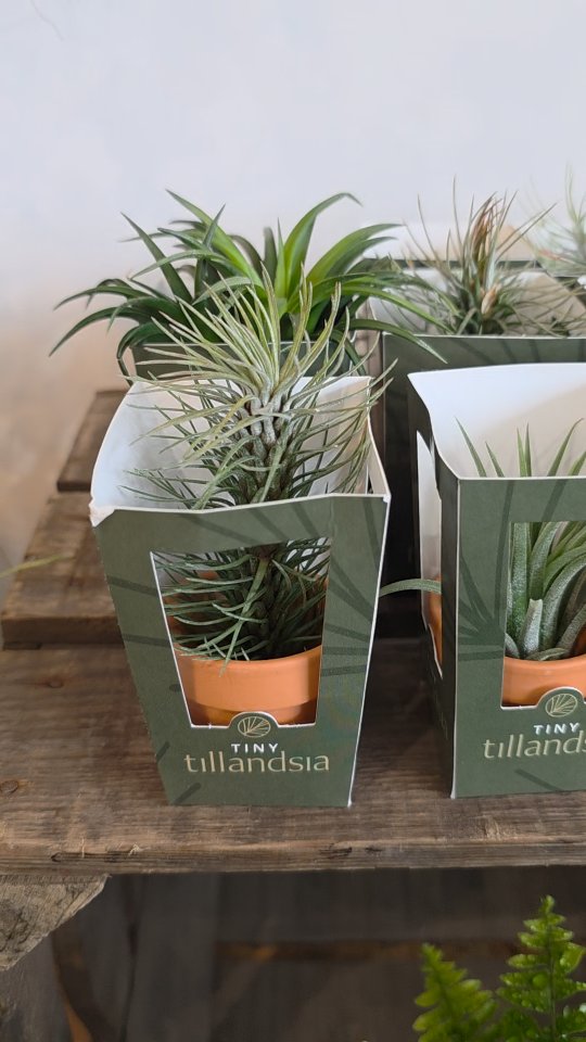 Air Plant Spa Day (because they deserve luxury too)
Today’s VIPs: my dramatic, soil-free divas.
🫧 Step 1: The Soak
Plop them into a bowl of room-temp water for 20–30 mins. Yes, it’s a full-on pool party.
🫧 Step 2: The Shake™
Give them a gentle shimmy—get that water OUT. We’re thriving, not rotting.
🫧 Step 3: Upside-Down Era
Lay them upside down to dry. Gravity = free skincare.
🫧 Step 4: Back to the Penthouse
Bright light, good airflow, zero soggy vibes.
🌵 Hot gossip:
If they look crispy, they’re thirsty. If they look mushy… we don’t talk about that.
Basically: hydrate, ventilate, don’t suffocate
#AirPlantDrama #PlantSpaDay #Tillandsia #localflorist