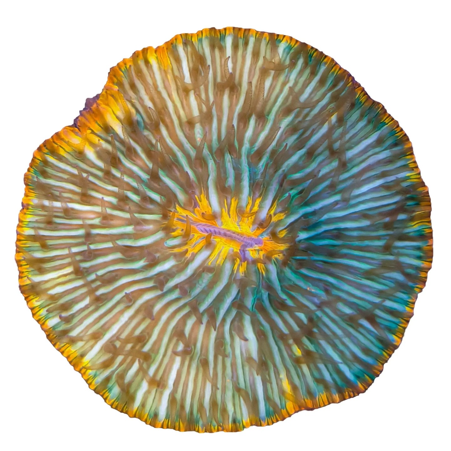 At Marine Concepts Inc., we ship live corals and reef supplies nationwide with care rooted in real aquarium experience. You’ll get industry-tested packing, temperature control, and gentle handling so specimens arrive healthy—whether you’re in Chicagoland or across the country. Order with confidence and message us any questions. Link in bio 🌊🪸💙 #ReefReady #MarineConcepts #CoralCare #SaltwaterHobby #Aquaculture #HealthyCorals #ReefTank #Chicagoland #ChicagoAquarium #FishGuy