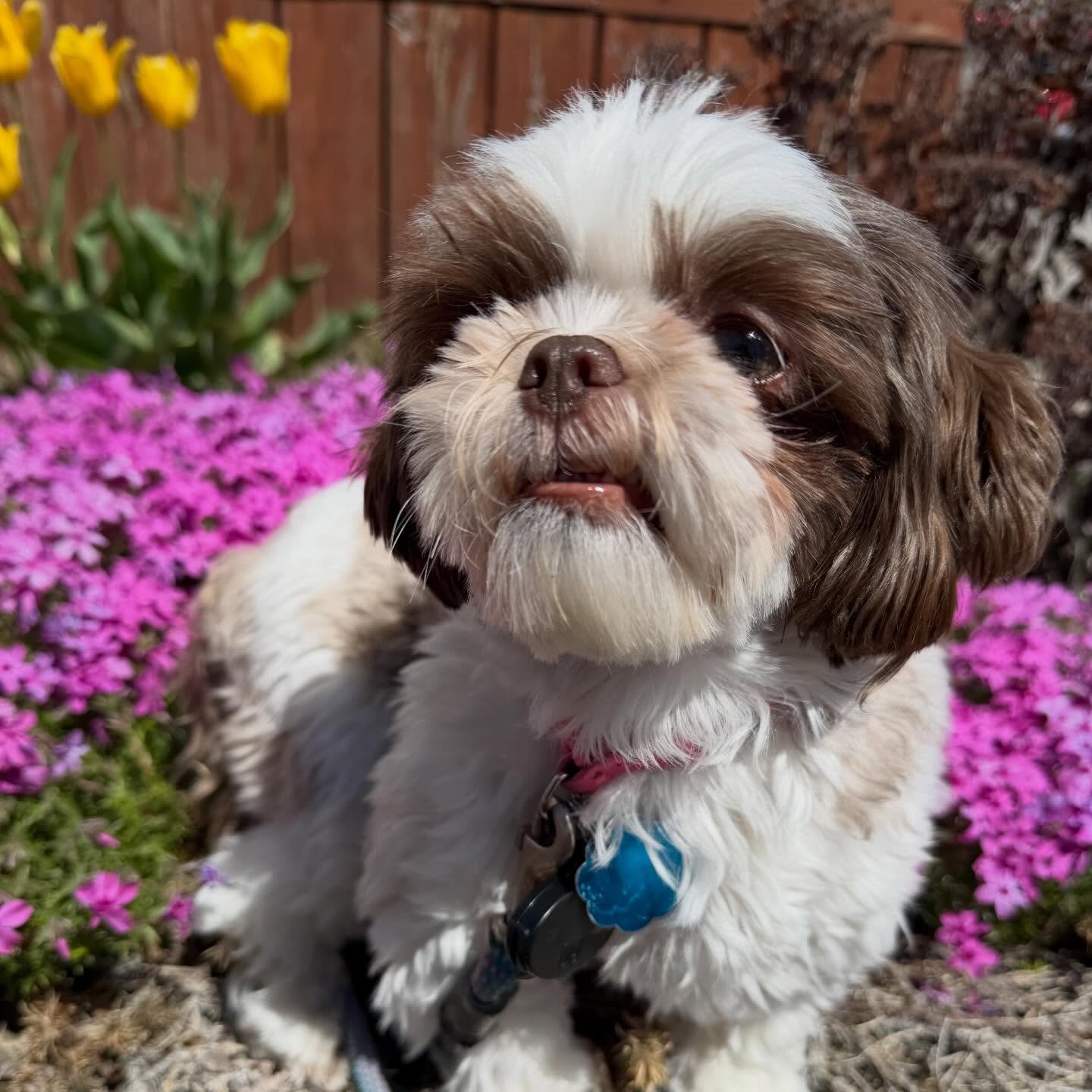 Miss Penelope ❤️
She’s one of the lucky pups who gets a midday visit nearly every day. She gets so excited for the attention and her mom gets to enjoy her lunch break without having to rush home.
Win-win for everyone!
