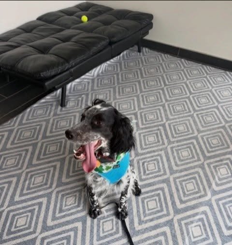 Willow showing everyone she prefers the cozy couches over metal tables during her appointment, yes they’re for humans too! 😝🐾