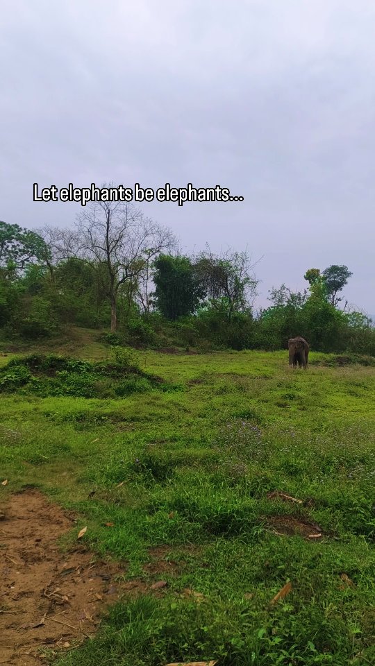 🇬🇧🐘 Every elephant that arrives here carries a story of pain.
Right now, we're working hard to fundraise for a forever sanctuary — a safe, stable, loving space where more elephants can come to heal, recover, and simply be elephants again. 🌿
But we can't do it without our herd. And that's YOU.
🙏 A monthly donation of any size — even just $5 — can help us lay the foundations of something truly special !
Your support means more rescues. More rehabilitation. More elephants given a second chance at life.
💛 Tap the link in our bio to join us as a monthly donor. Every dollar matters. Every person matters.
Share this post and help us grow our herd of supporters around the world. 🌍
🇫🇷🐘 En ce moment, nous travaillons dur pour financer notre futur sanctuaire — un espace sûr, stable et bienveillant où davantage d'éléphants pourront venir guérir, se rétablir et redevenir tout simplement des éléphants. 🌿
🙏 Pour seulement 5 € par mois, vous pouvez devenir donateur mensuel et nous aider à poser les fondations de quelque chose de vraiment spécial !
Votre soutien signifie plus de sauvetages. Plus de réhabilitation. Plus d'éléphants qui reçoivent une seconde chance.
💛 Cliquez sur le lien dans notre bio pour nous rejoindre en tant que donateur mensuel. Chaque euro compte. Chaque personne compte.
Partagez cette publication 🌍🙏
