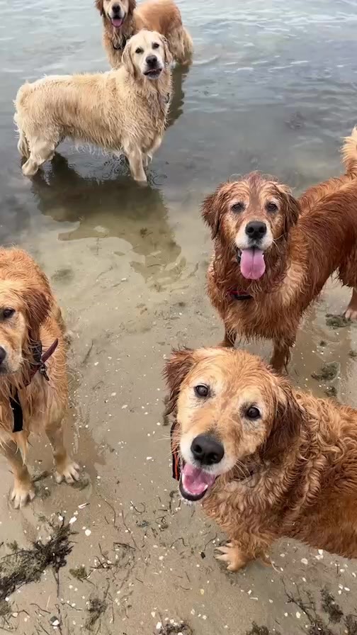 6 #retrievers and a #hound!
#goldenretrievers #flatcoatretriever #harrierhound
And my two oodles 🤣.