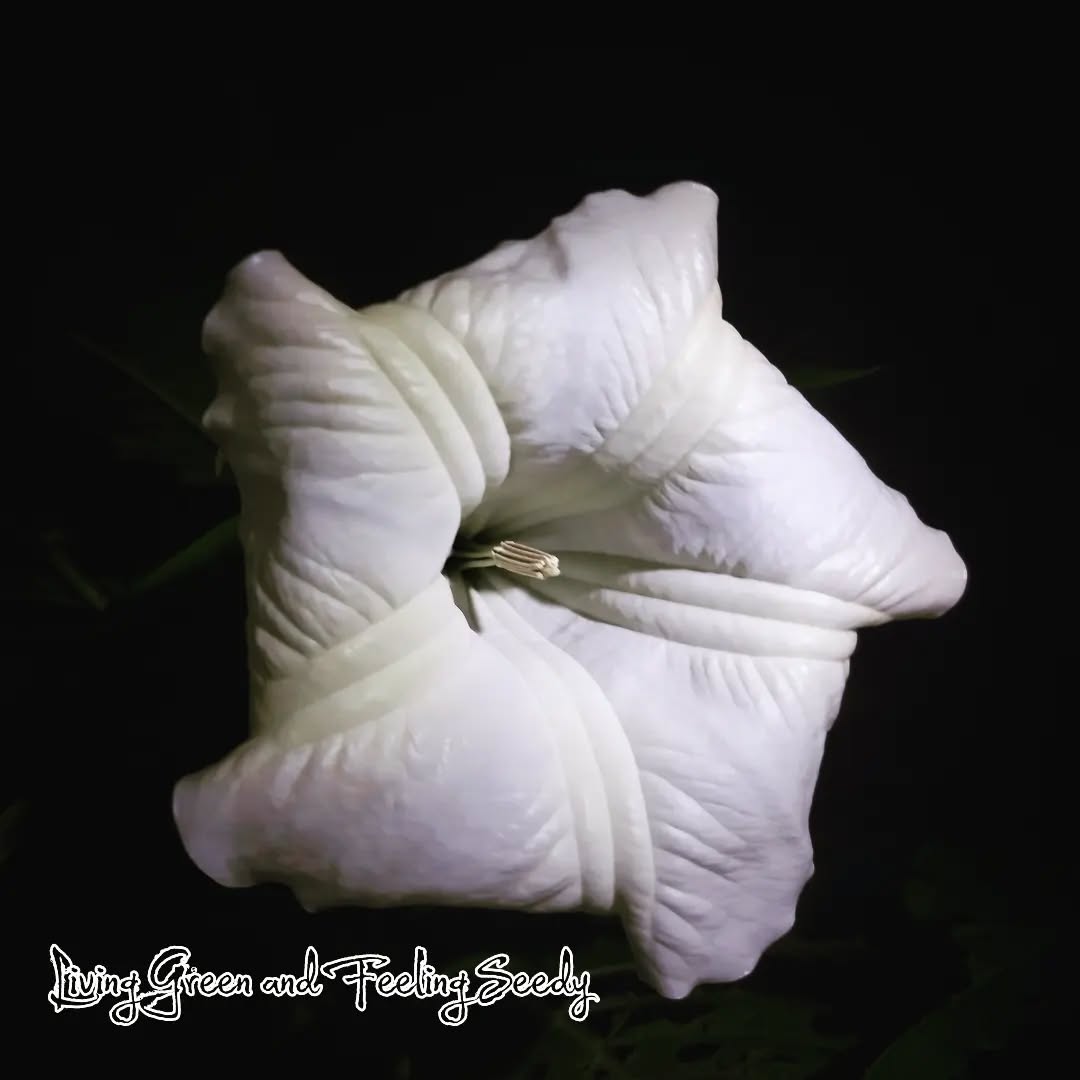 Brugmansia arborea - White Angel's Trumpet
What a superstar this plant is! Prolific big white trumpet flowers, a lovely fragrance and a very forgiving and easy to care for plant. Perfect for home gardeners and collectors!
1st photo is a night time shot, when it opens up and gives off more fragrance to attract pollinators, the others are in the day time with the bees having a feed and play inside the petals!
The seeds we have in stock now were hand pollinated by us here at Living Green and Feeling Seedy!
Get your fresh seeds now!
#brugmansiaarborea #brugmansia #angelstrumpet #whiteangelstrumpet #exoticseedsupplier #handpollinated #whiteflowers #white #flowersofinstagram #seedsupplier #seeds #brugmansiaseeds #flowersandbees #seedsofinstagram