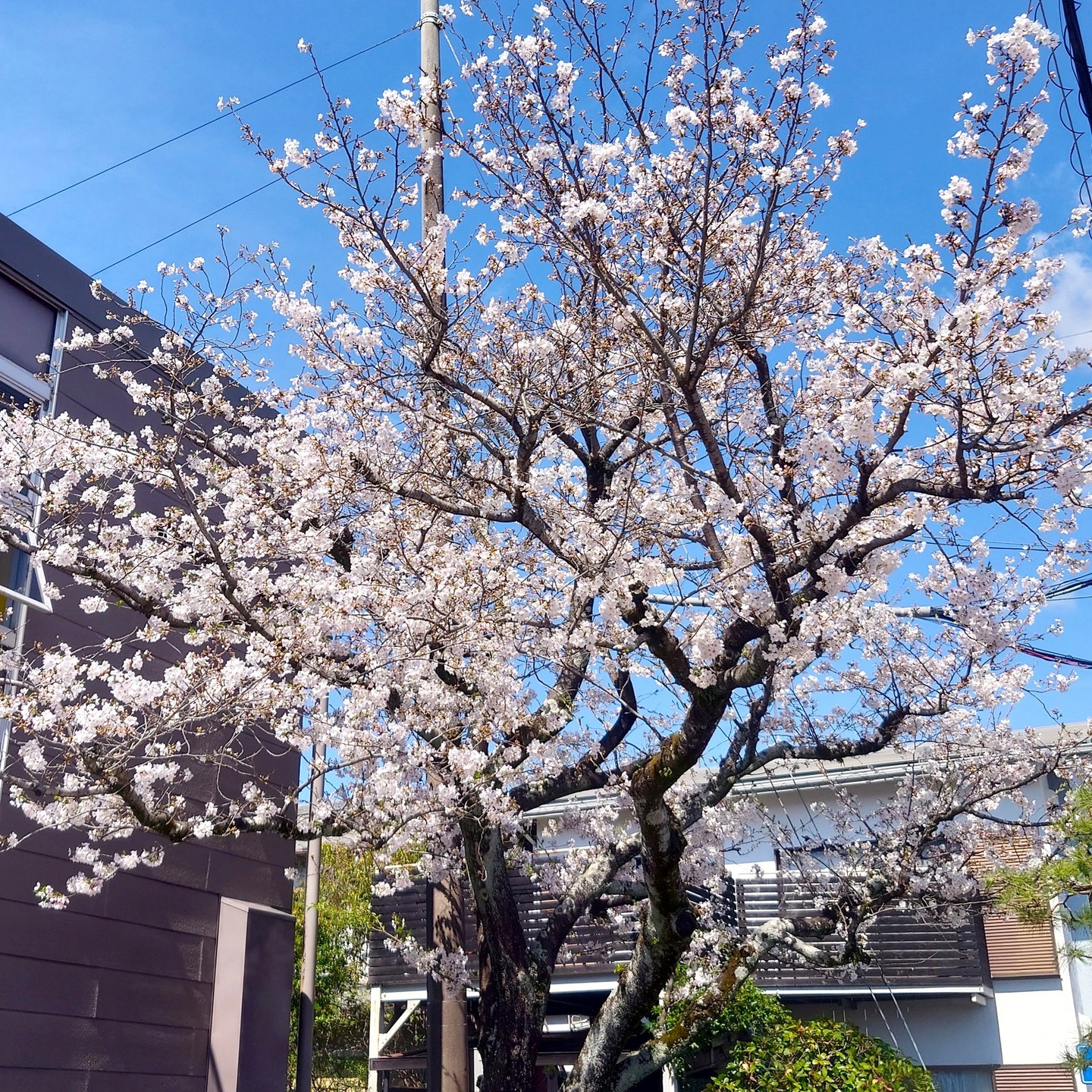 今年も会社前の桜が見頃を迎えています
#電気工事 #静岡 #桜