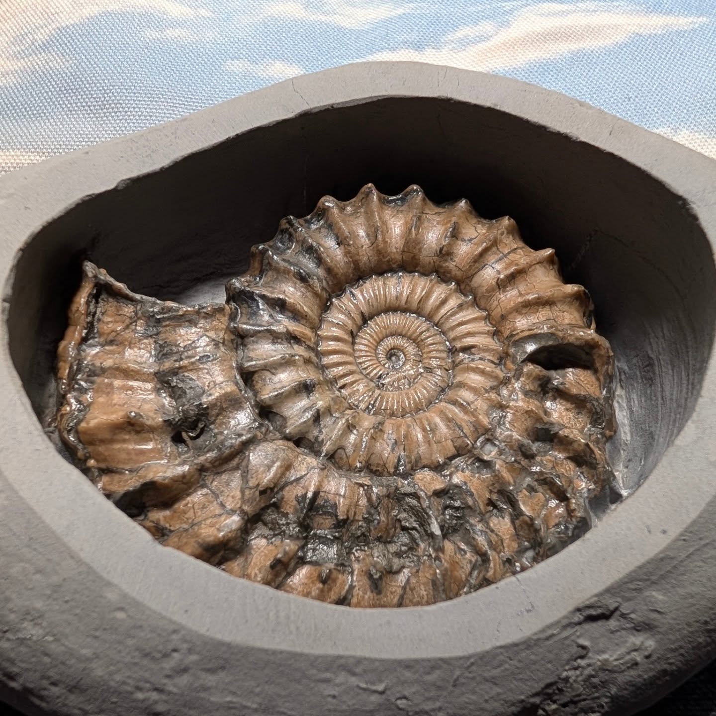 An Easterceras sp. Ammonite !!! In a Jurassic egg-shaped nodule, otherwise known as an Oistoceras figulinum ammonite which measures 9 cm across. From Stone Barrow, Charmouth beach Dorset. Happy Easter to one and all.!
#ammonite #fossils #ancienthistory #eastereggs #easterweekend