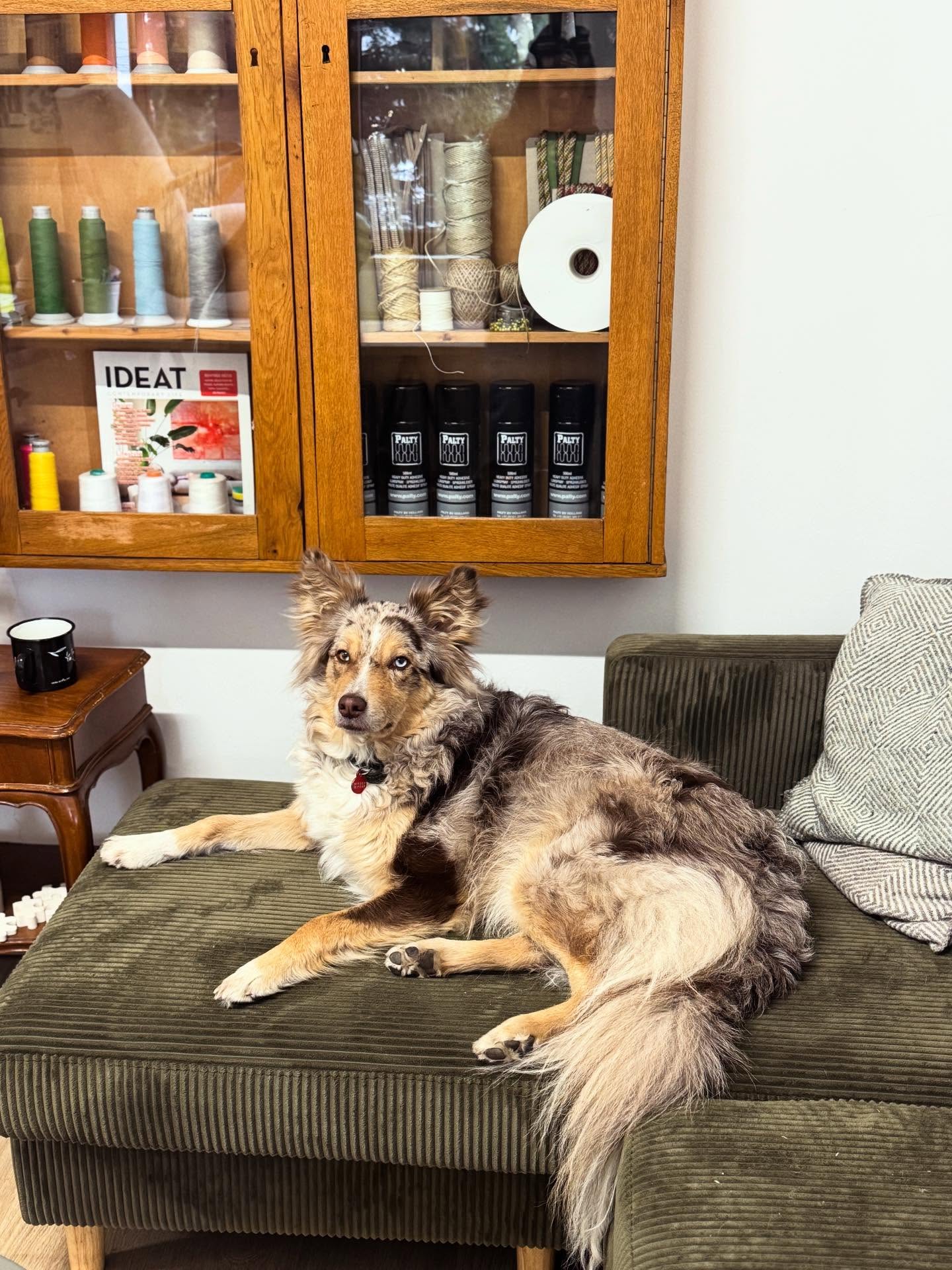 Departamentul nostru pentru suport emoțional.🤍