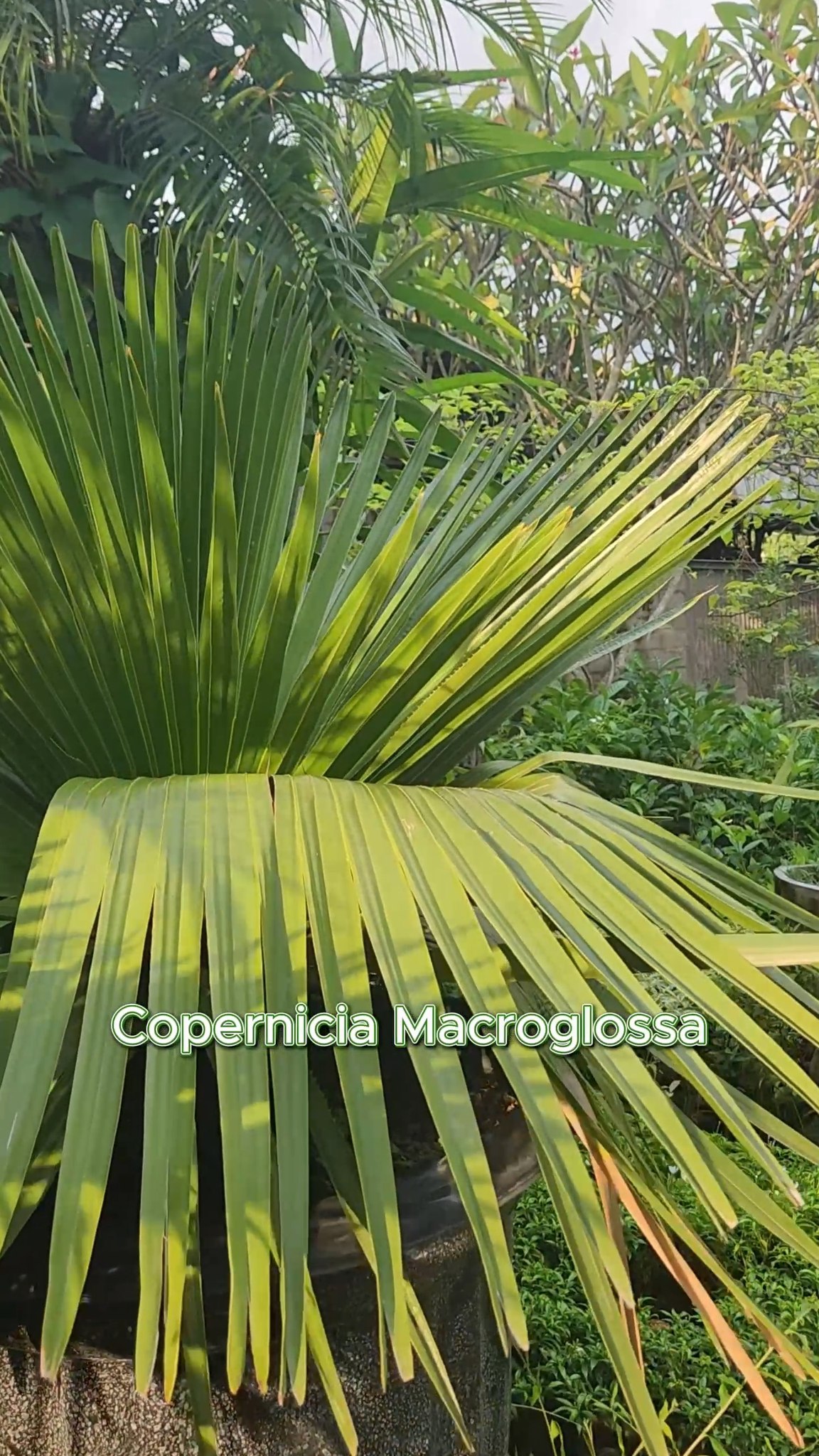 Rare, bold, and truly iconic 🌴
Copernicia macroglossa dikenal dengan daun kipasnya yang kaku dan sculptural, perfect untuk bikin landscape terlihat super premium.
Dengan siluet yang unik dan warna hijau keabu-abuan, tanaman ini langsung jadi statement di taman villa atau area entrance ✨
Slow growing, low maintenance, tapi visual impact-nya luar biasa.
Pilihan terbaik untuk kamu yang mau tampil beda dan classy di setiap sudut taman 🌿
DM sekarang untuk info size & availability 🔥
#coperniciamacroglossa #rareplant #tropicalpalm #palemunik #landscapedesignbali #baligarden #tropicallandscape #indotropicalplant