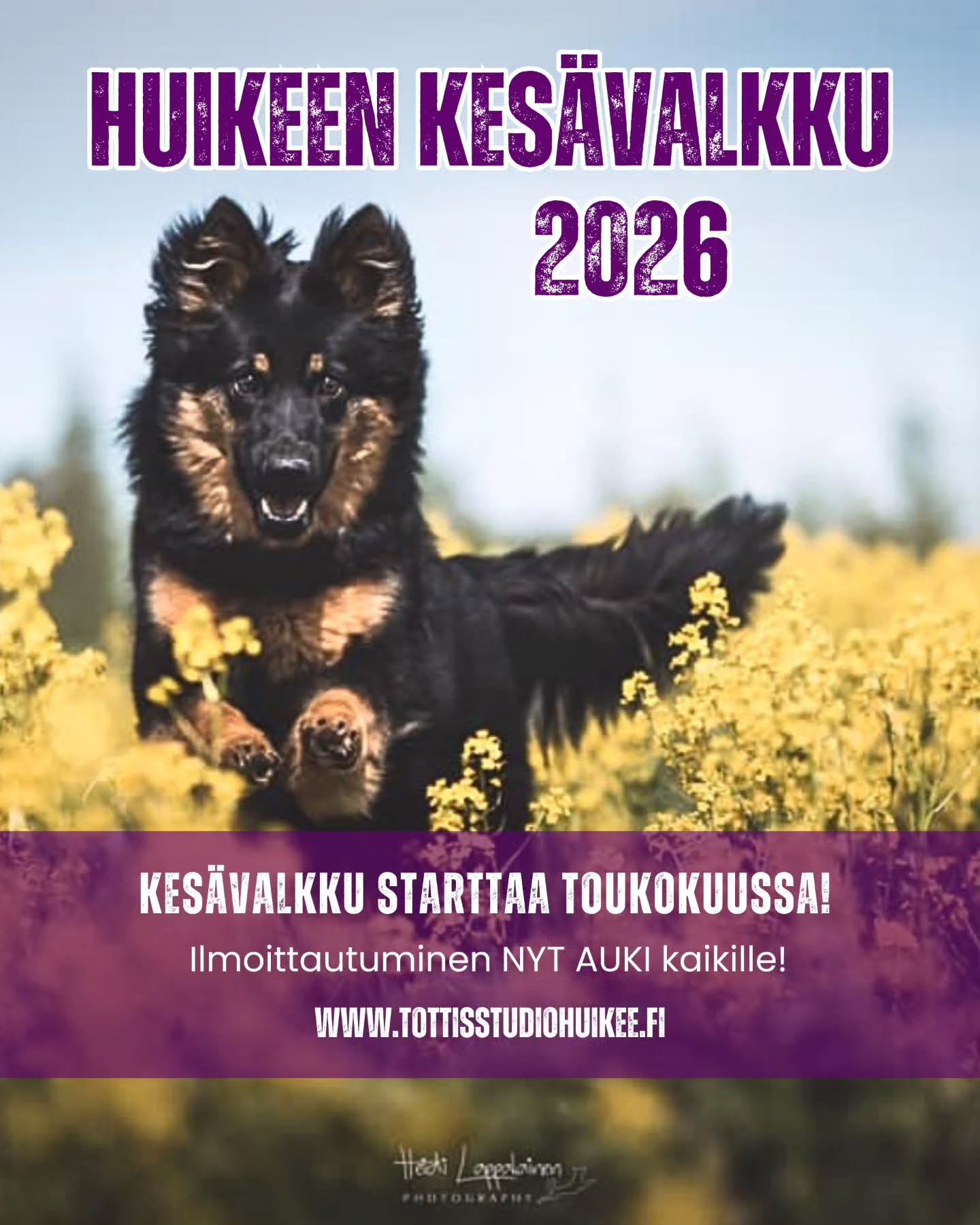 Kesä se sieltä jo lähestyy ja samalla tulee taas HuiKeen supersuosittu KESÄVALKKU 🤩💪
🔥 Ilmoittautuminen nyt auki KAIKILLE koiraharrastajille! Pikapikaa täyttämään lomake, jos mielit mukaan 🤩
🌸 HuiKeen kesävalkku 2026 🌸
Kaipaatko kesäksi monipuolisesti treenejä ilman, että sinun tarvitsee sitoutua tiettyyn päivään ja aikaan? Tämä on juuri sinulle! 🤩 HuiKee tarjoaa kesävalkun, jossa voit valita ne treenit,lajit ja päivät jotka sinulle sopii. Kesävalkussa on myös huikea valikoima eri lajien treenejä, joten sieltä löytyy jokaiselle jotain! Kesävalkkuun on tervetulleita kaikki harrastuskoirat - ikään, rotuun tai osaamistasoon katsomatta 🐶
HuiKeen kesävalkku on ryhmä, joka toimii koko kesäkauden touko-syyskuu välillä. Ryhmässä pääset treenaamaan sekä tutustumaan eri lajeihin. Tarjolla on mm. PK-tottis, TOKO, jälki (metsä+pelto), esineruutu, haku, nosework, rally-toko, näyttely, ohitus/arkihallinta, jumppa sekä häiriötreenejä! Voit osallistua vaikka jokaiseen lajiin oman mielenkiintosi mukaan. Kuukausimaksulla saat valita 4 vapaavalintaista treeniä silloin kun ne sinulle sopii ja lisätreenejä on ostettavissa erikseen. Treenejä on arkipäivinä, arki-iltoina sekä viikonloppuisin. Treenit sijoittuu maastoiltaan Lapinlahti-Suonenjoki välille, Kuopio/siilinjärvi ulkokentille sekä HuiKeen hallille.
🌸 Kesto touko-syyskuu 2026 (sitova)
🌸 Hinta 100€/kk sisältää 4 vapaavalintaista treeniä kuukaudessa
🌸 Lisätreenejä saatavilla ryhmäläisille 10€/kerta
🌸 Maksu on ohjaajakohtainen eli voit vaihdella koiraa eri treeneissä ja lajeissa
🌸 Treenit vaihtelevina aikoina ja päivinä
🌸 Treeneihin ilmoittaudutaan fb-ryhmän kautta
🌸 Kouluttajana HuiKeen Heidi ja Maarit sekä mahdollisesti muut huikeen kouluttajat
TUTUSTU LISÄÄ VALMENNUSRYHMÄÄN KOTISIVUILTAMME JA ILMOITTAUDU MUKAAN
🌸 www.tottisstudiohuikee.fi
📍 Pääset ilmoittautumaan mukaan kotisivujemme kautta täyttämällä
📌 Kesävalkkuun on rajoitettu määrä paikkoja vapaana! Ilmoitamme erikseen mukaan mahtuneille.
Tervetuloa mukaan! 🌸
#kesä #kuopio #koira #koirakoulu #tottisstudiohuikee