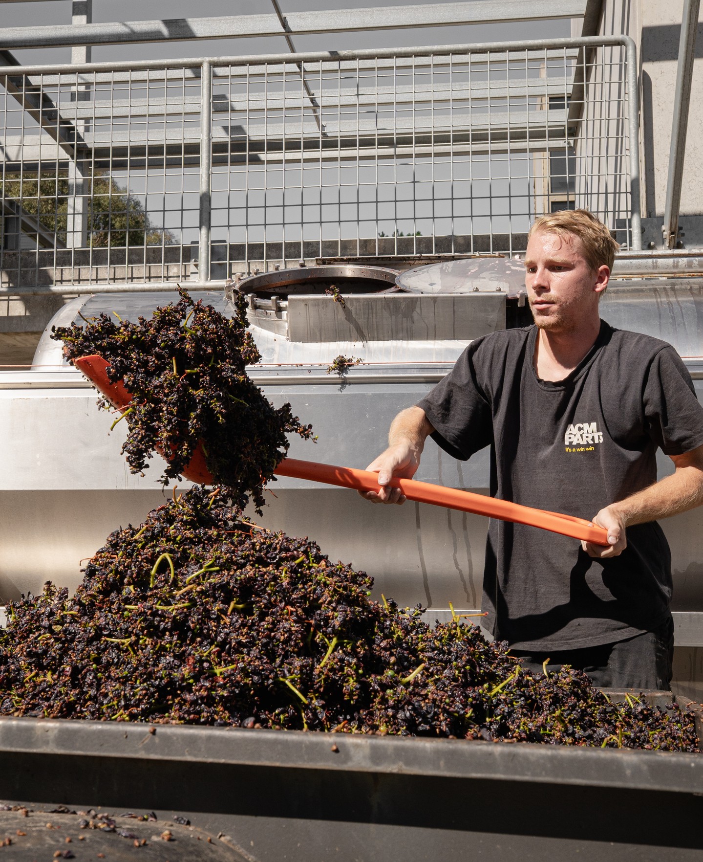 Liam getting stuck into one of the recent fruit arrivals with vintage well underway at Mount Towrong.
#mounttowrong #macedonranges #macedonrangeswine #harvest #winemaking