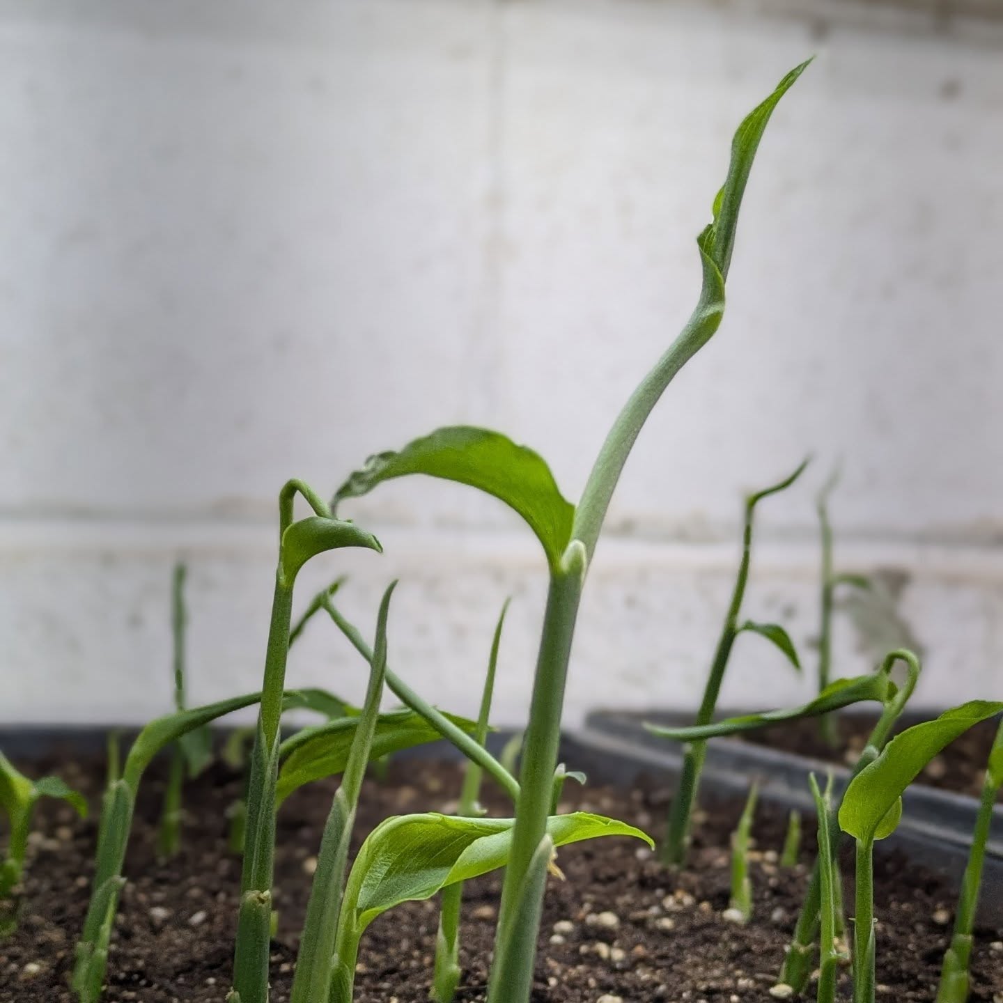 Little ginger babies reaching for the sky ๐ช