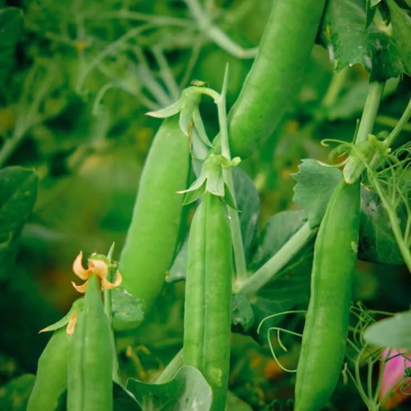 At The School of Garden Design we believe that growing your own food isn't a luxury- it's a necessity. You can grow in bags, pots, packets, the ground, tin cans, raised beds ... there are just a few basics you need to get right first, and this is what often perplexes homeowners. Don't Google all this stuff - KZN has its very own growing conditions - and challenges! Let's spend the morning discussing soil health, feeding, watering, light and crop selection (with comprehensive course material and lovely refreshments) on Wed, 22 April or Sat, 25 April. R450 per person. 08h30 - 13h00. Email us at info@schoolofgardendesign.com or WhatsApp Lindsay on 0824499237.
#TheSchoolOfGardenDesign #GardenEducation #LearnToGrow
#Growwhatyoueat Sustainableliving