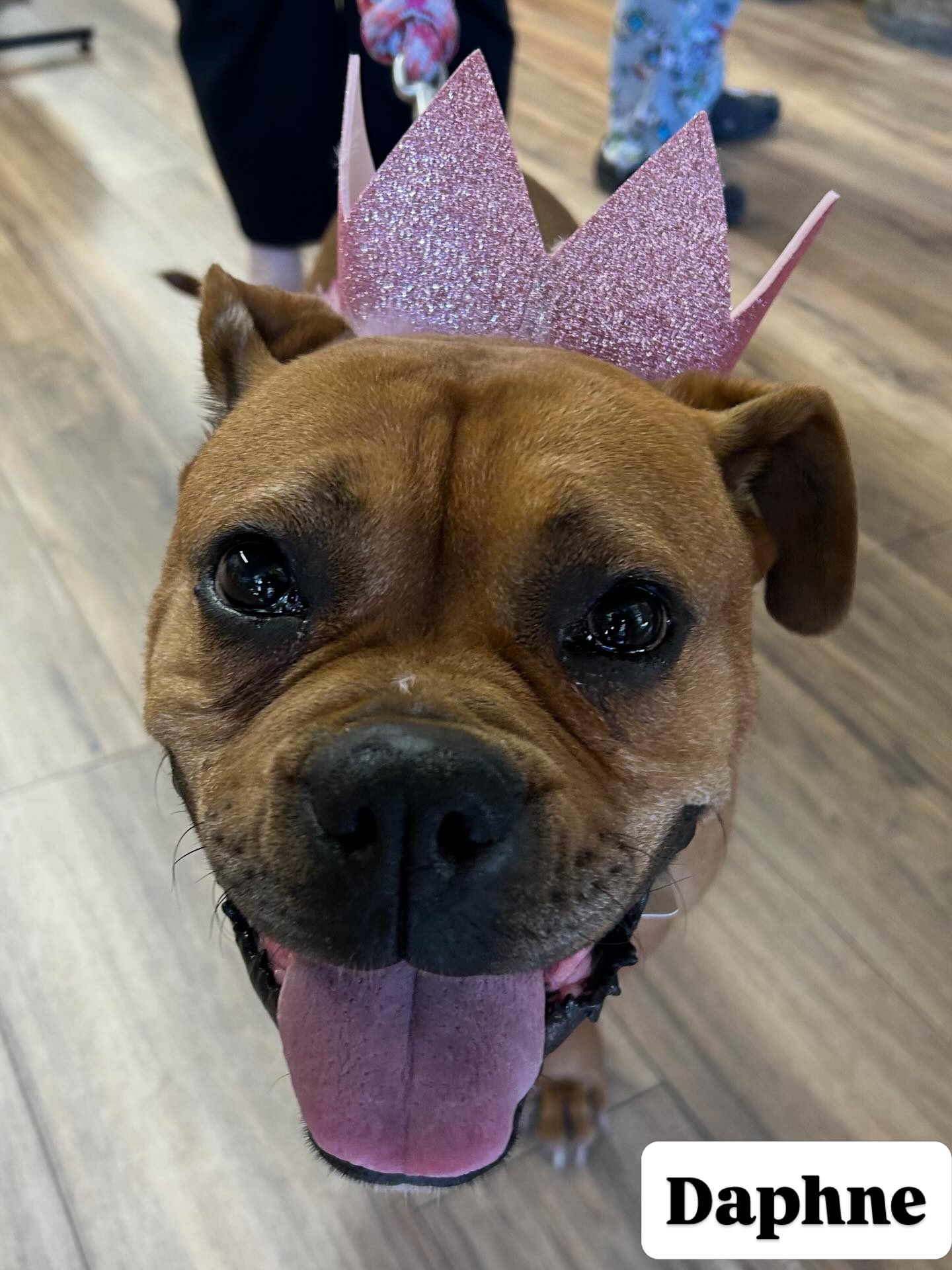 Itโs Daphneโs birthday. ๐ a great way to celebrate you gorgeous rescue pup, congrats on your new forever family. ๐๐๐พ
#pawspups #tongueouttuesday #rescuedontshop