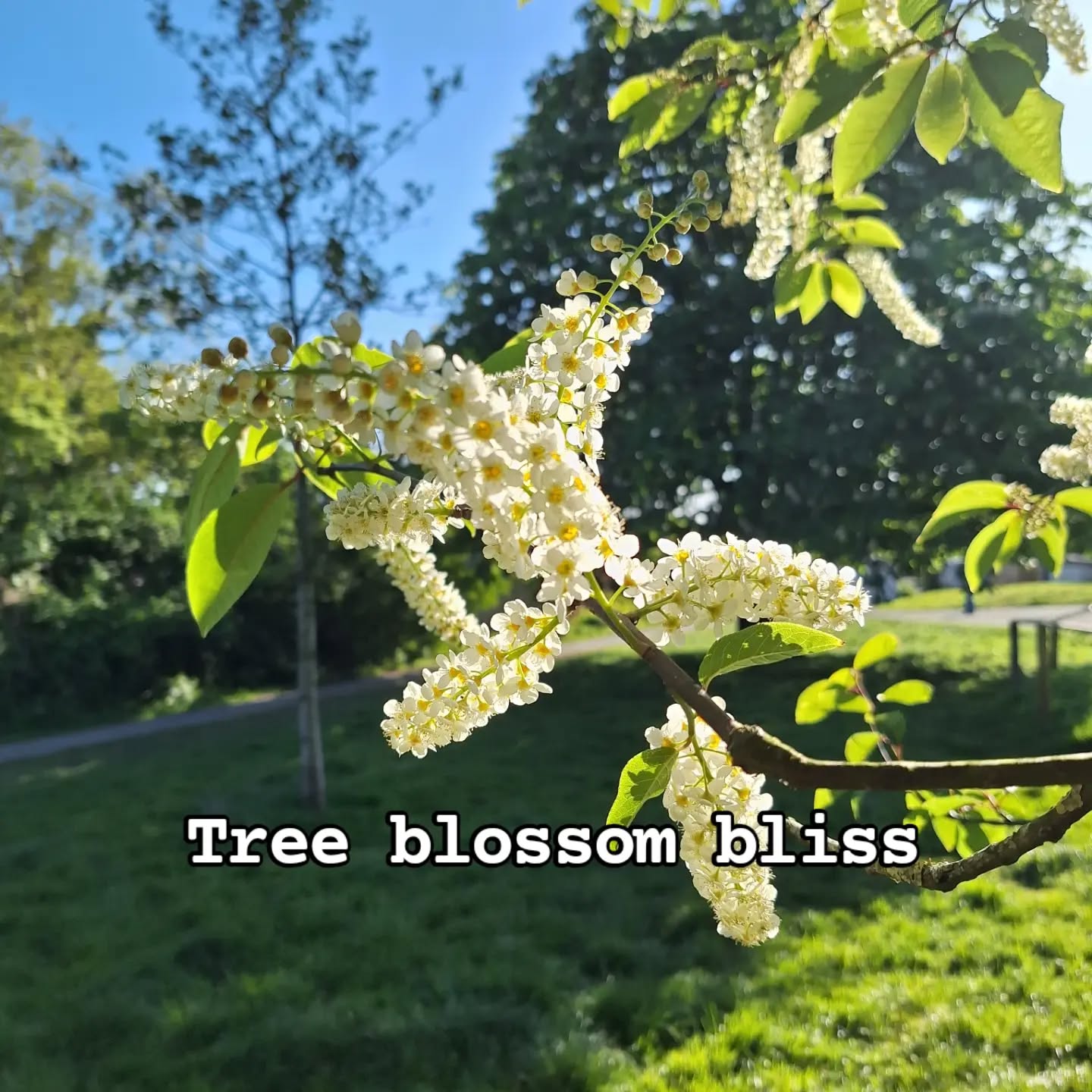 I love this season. Tree blossom backlit by spring sunshine š
What's your favourite spot this week?
#springtime #blossomtree