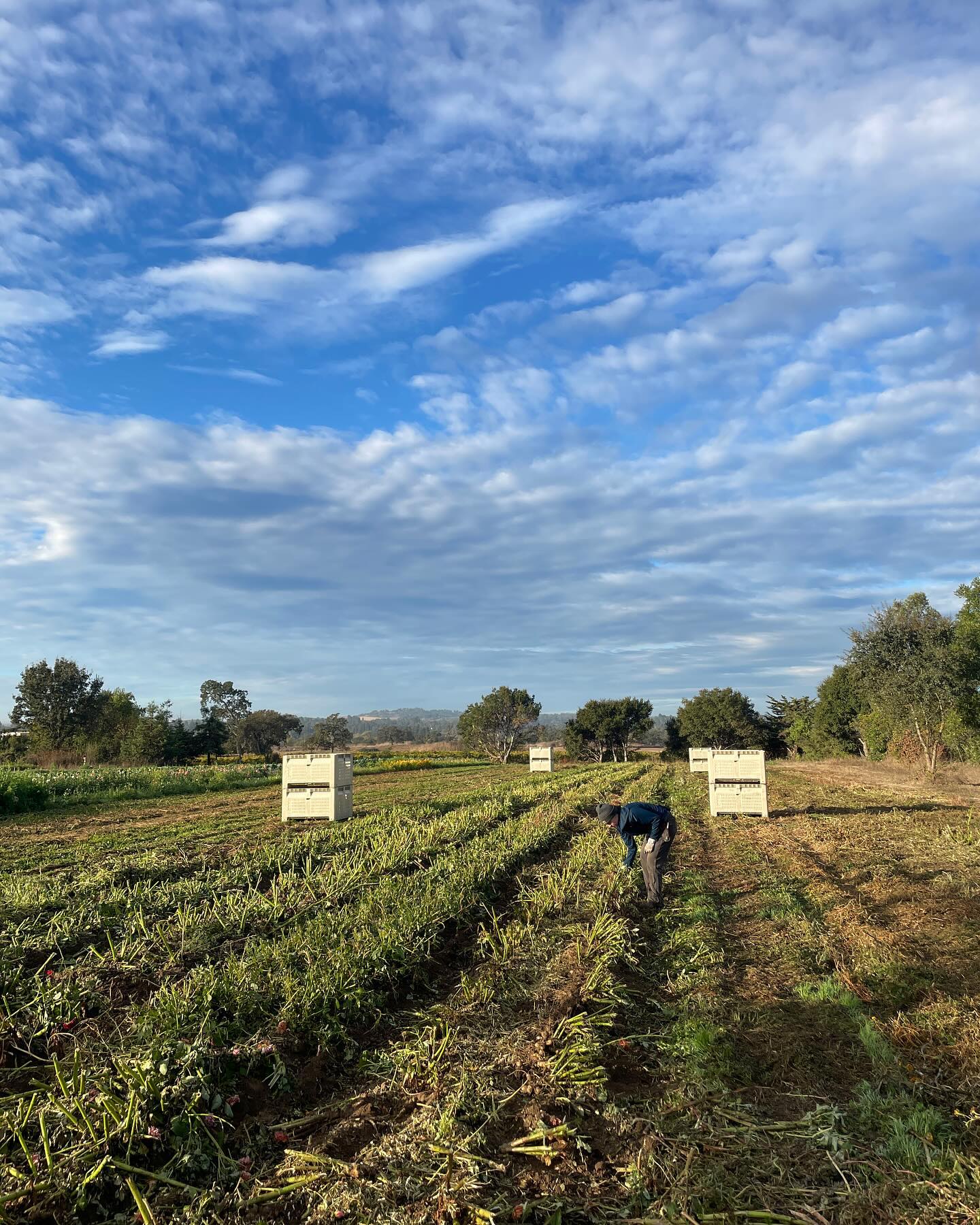Got the whole big field mowed, dahlias dug, and cover crop seeded before last weekend’s rain! One last heavy lift with our awesome seasonal crew. 💪(Sound on if you want to know what was stuck in my head the whole time)