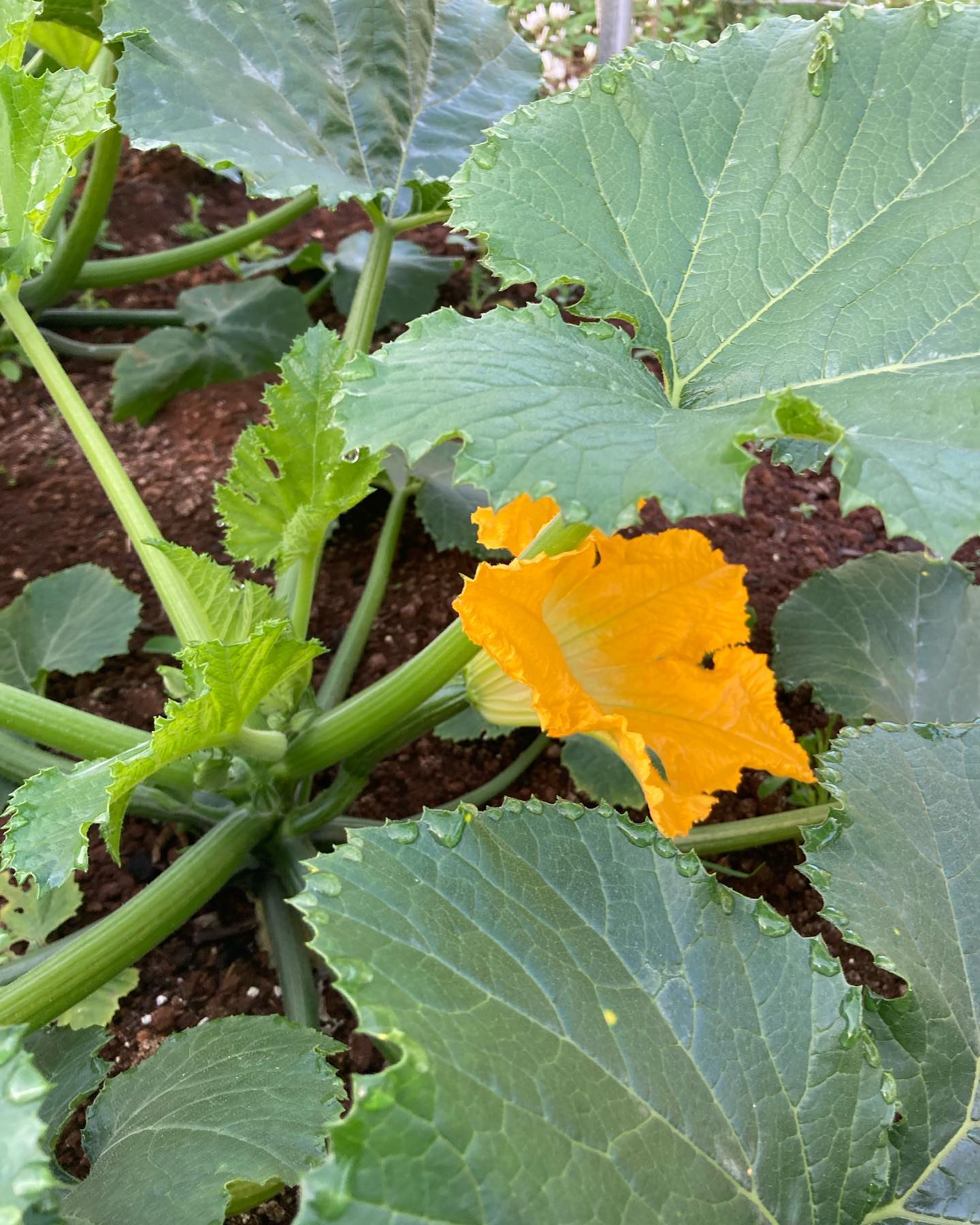 Such a time of explosive growth and beautiful long days. We are picking our way through tomato and cucumber trellising, trying to keep up with weeding, setting up a new irrigation system on the main field, while the potatoes and winter squash are mostly planted and many more beds to prep for onions and next rounds of carrots and and greens.