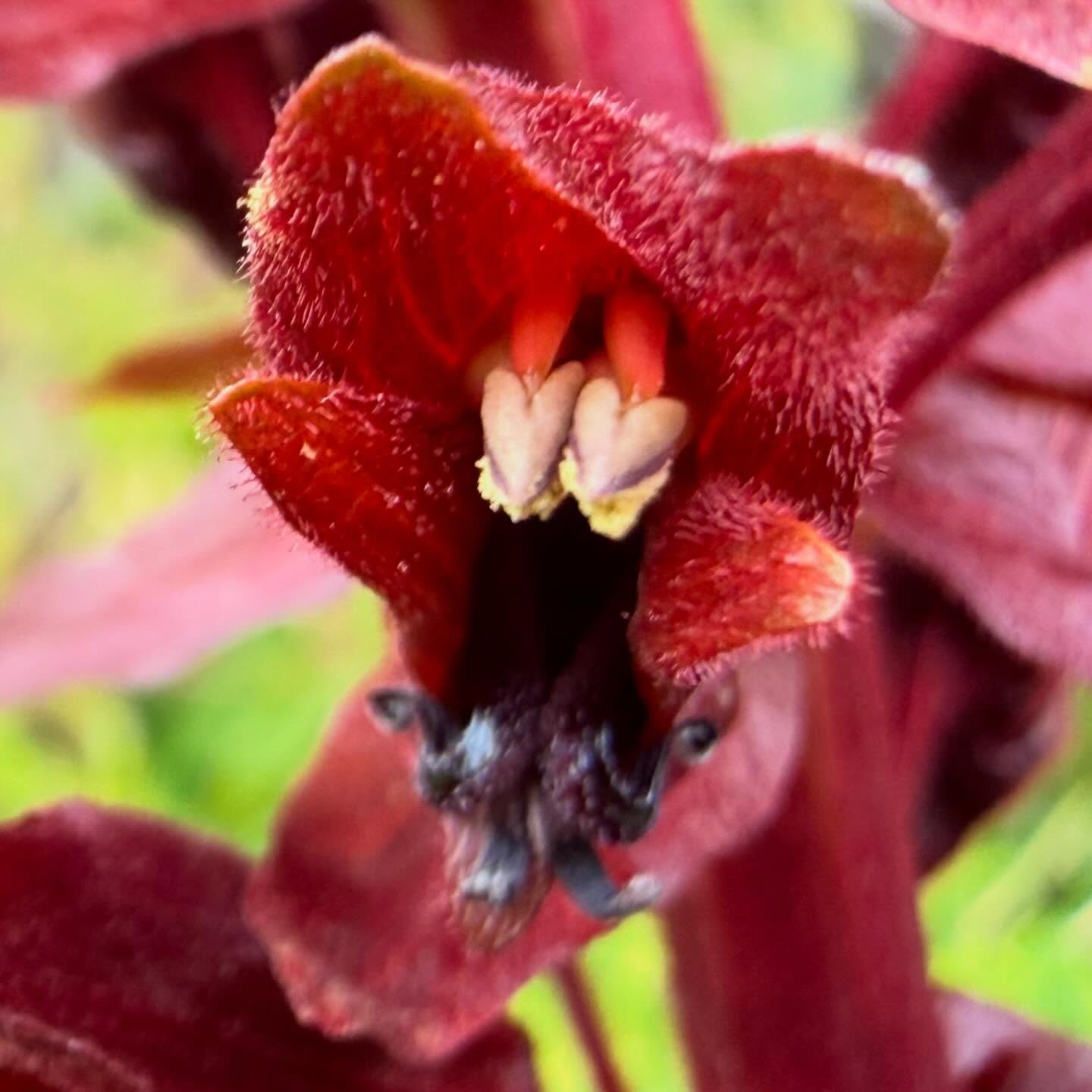 南アフリカ原産の不思議な花🌿メリアンサス・マヨールの花が咲き始めました。そろそろメジロが蜜を吸いにやってくる頃。☘️A mysterious flower. The honeybush has started to bloom. It won’t be long before the white-eyes arrive to sip the nectar.
#honeybush #ガーデニング #garden #庭 #gardening