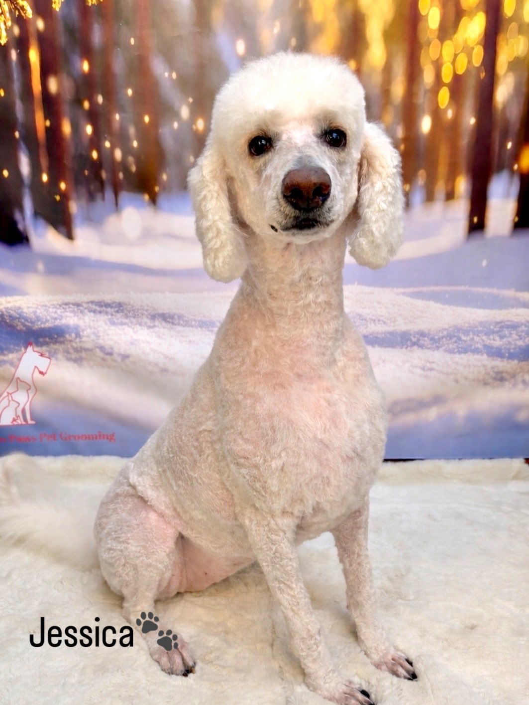 02/04/26 Paws-itively pampered pooches ! Book your dog's summer trim now and get them ready for sunny days🥰🐾☀️
#standardpoodles #cute
