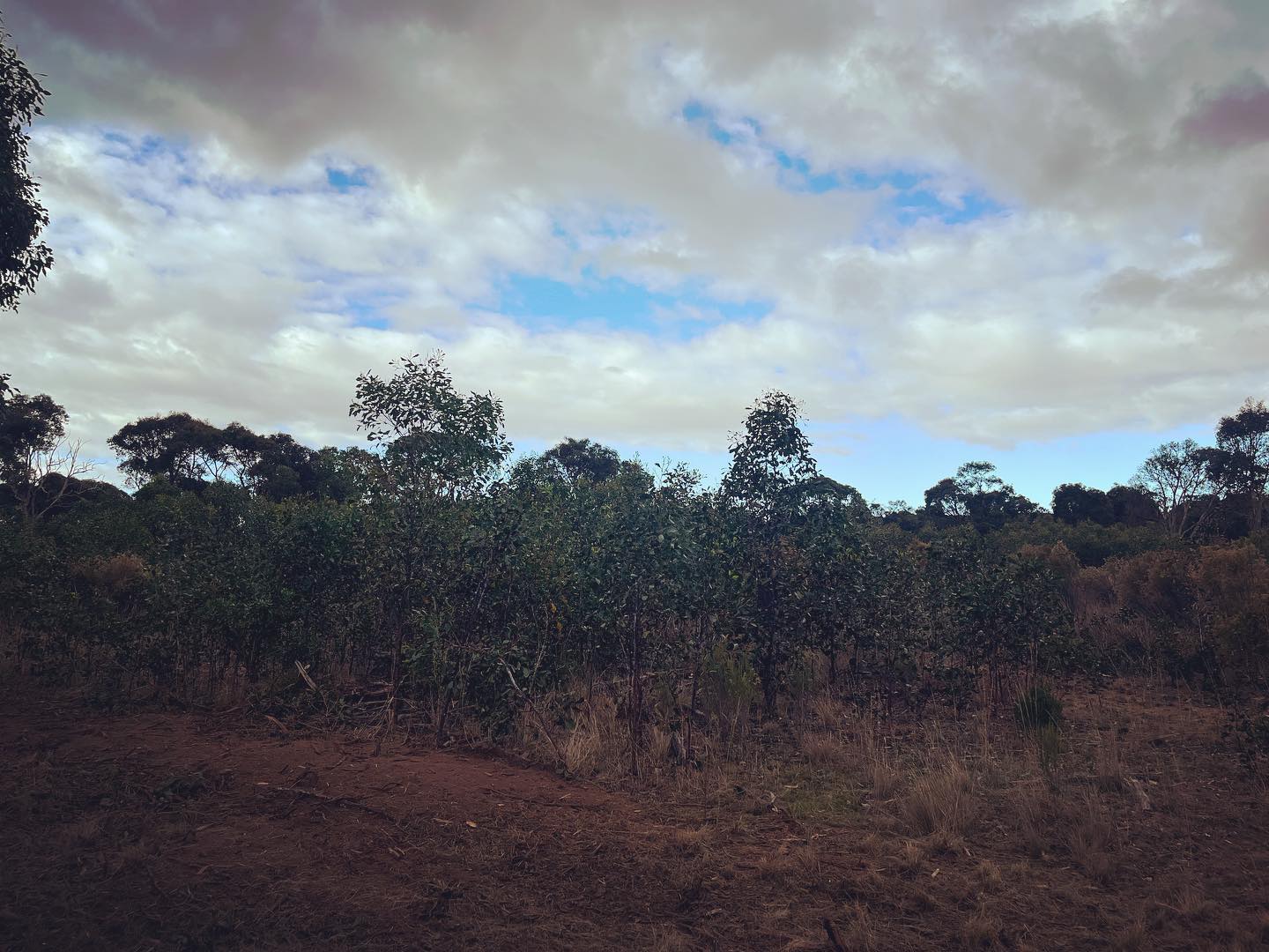 Reclaiming some overgrown land to allow it to be managed and grazed by the stock. #fecon #lamdmanagement #mulching #melbourne #arboristaustralia #casevictoria