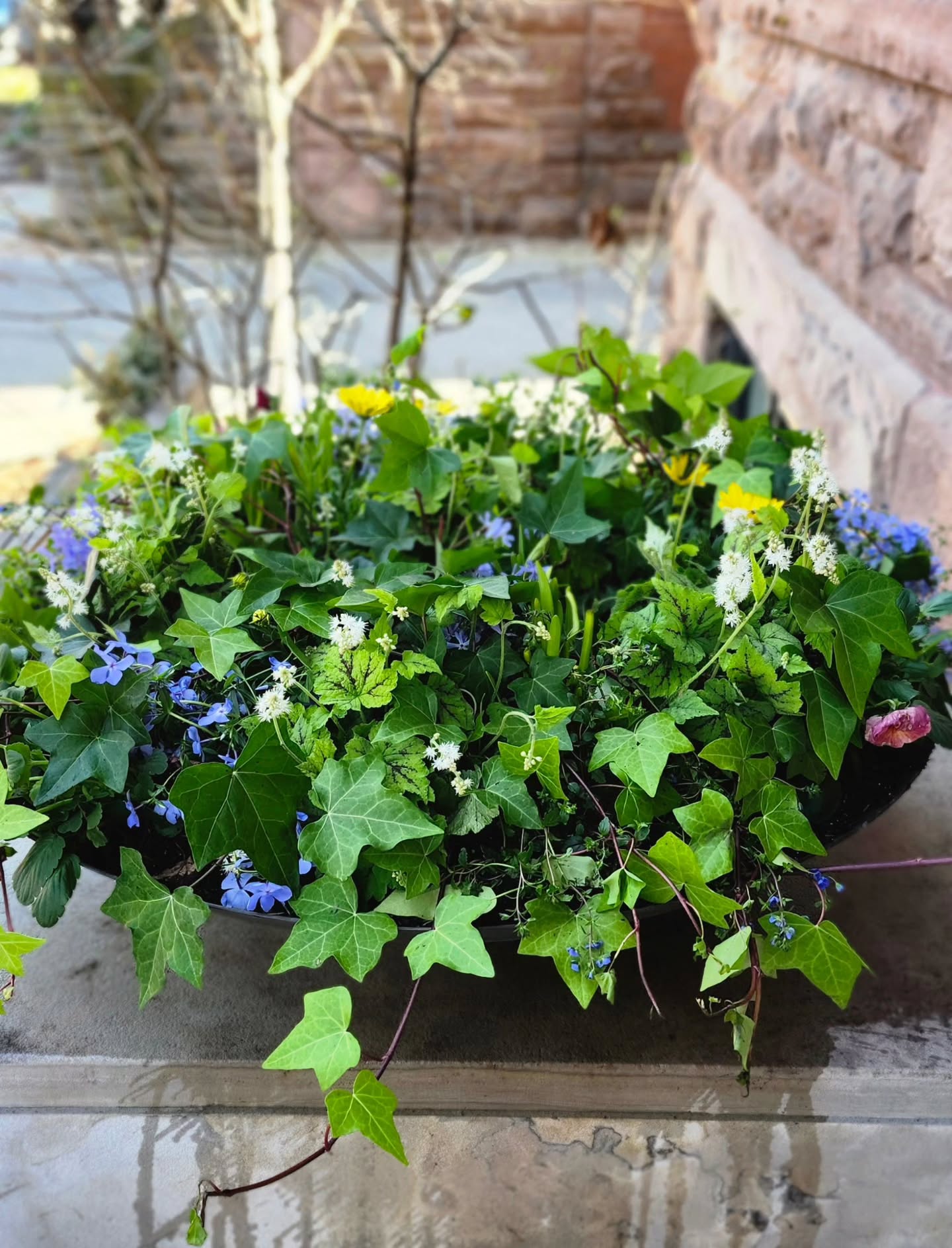 And so it begins! A little spring colour to warm up your chilly days. ✨️ 💙
#lunagardenscapes
#plantermode
#customurns
#seasonalurns
#torontogardeners