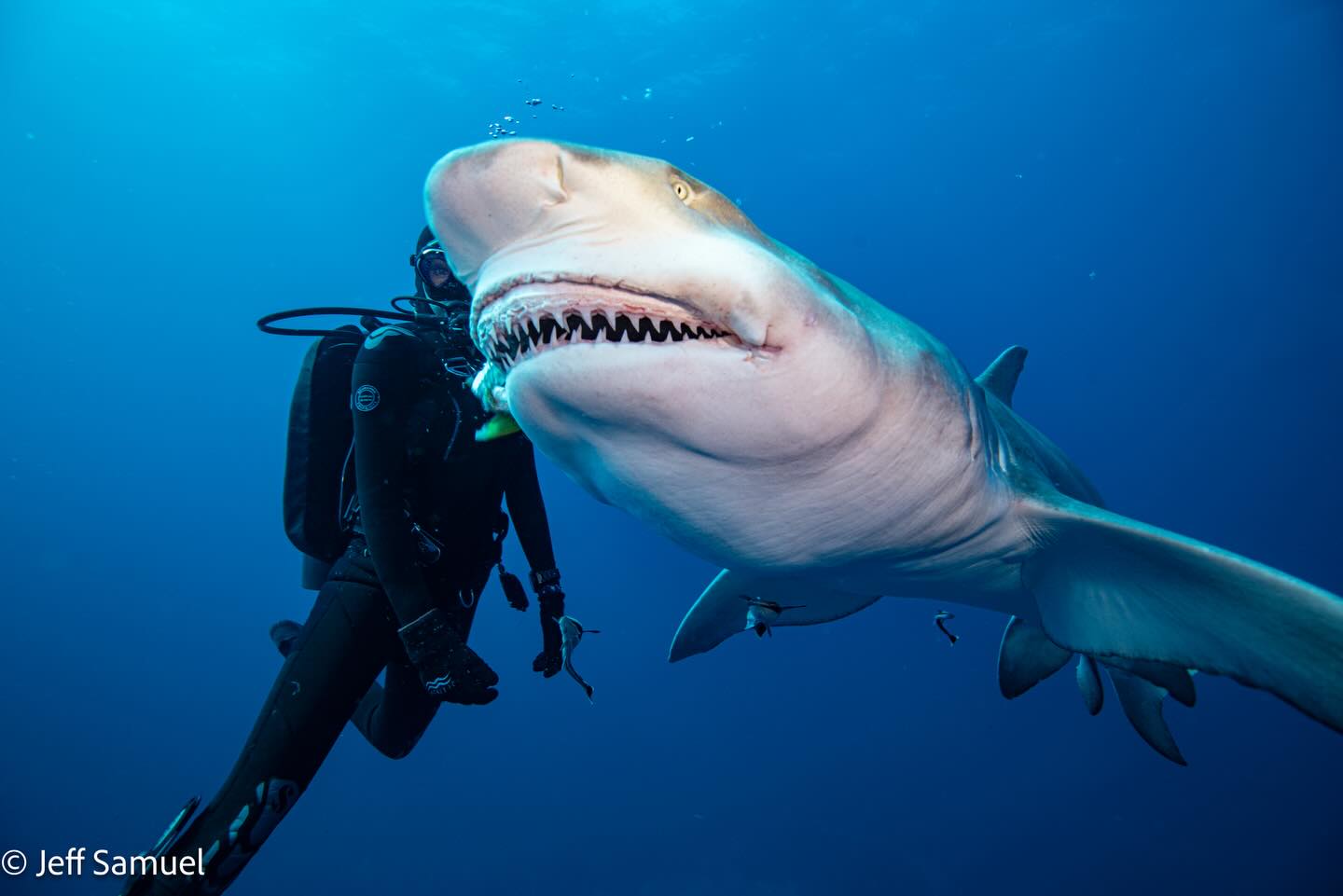 SubSurface Veterans shark dive this Friday is cancelled due to wind and big swells. Be on the lookout for a new date! Thanks to all the veterans who signed up. @jsamuel215 @blackflag_charters #veteran #scuba #therepy #shark #bigwaves looking for dive ideas for the upcoming months. Ideas???