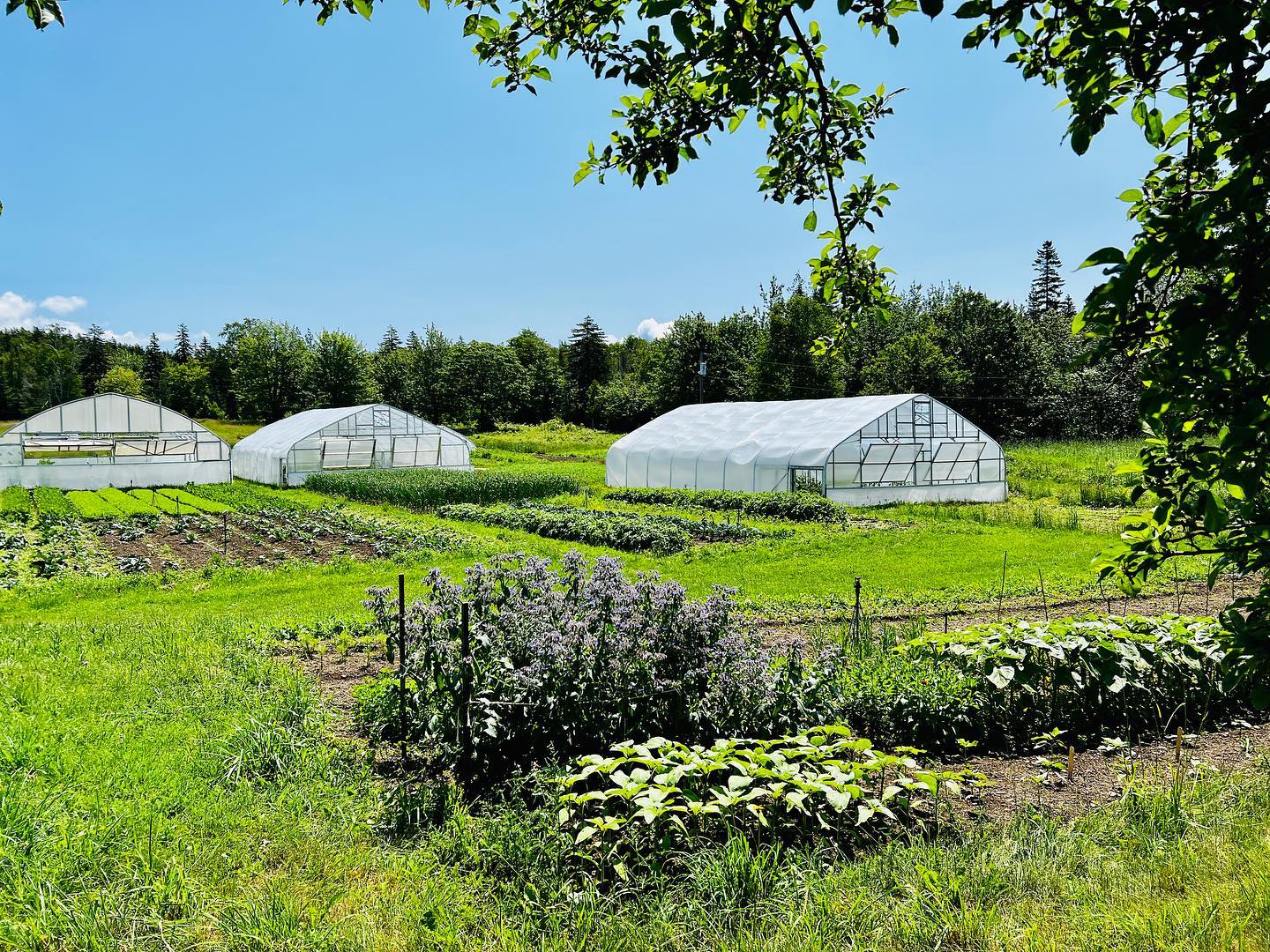 Midsummer beauty.
#fourseasonfarm