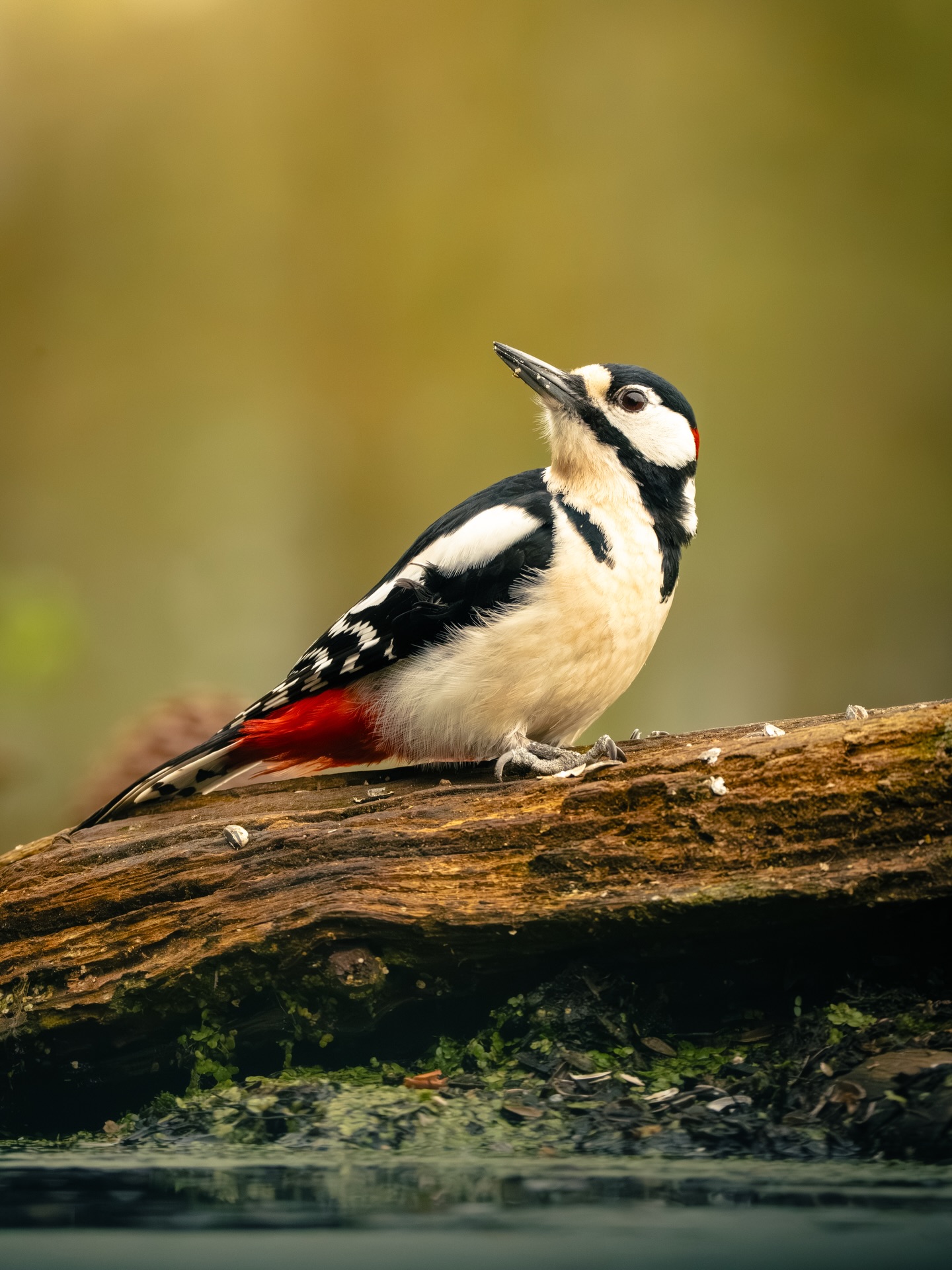 Spent the day in silence watching some birds… (and mice and frogs 🙃)
The best post surgery recovery 😉
A small expedition together with @annickderuyck 📸
Shot on @sony.benelux a7IV & 200-600 GMaster