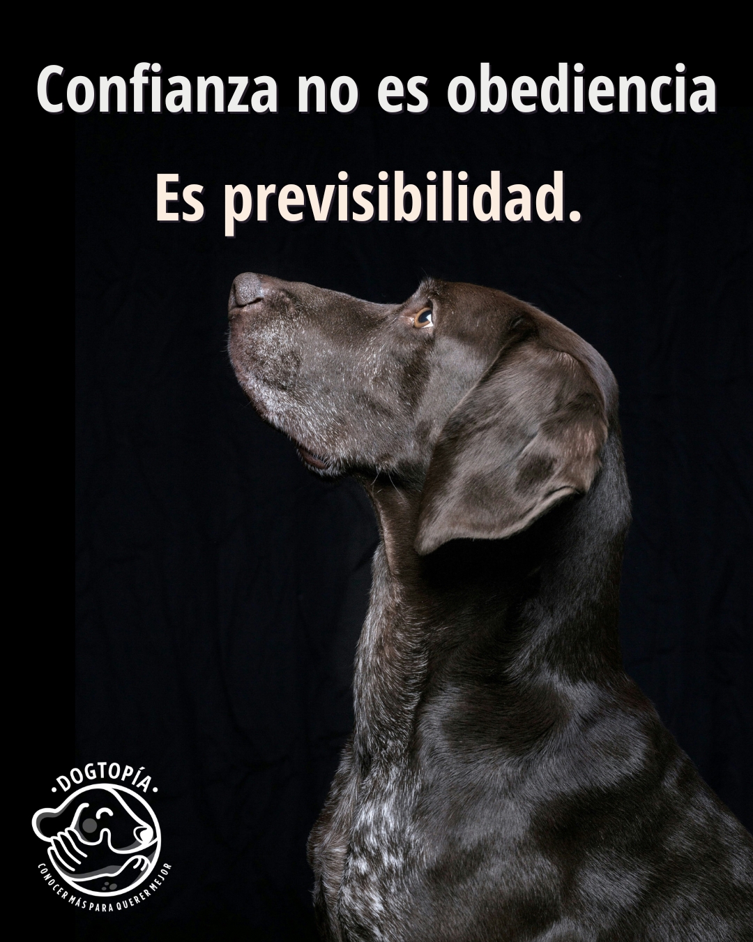 Leí un artículo que plantea que el entrenamiento construye confianza.
Estoy de acuerdo… a medias.
La confianza no es “mi perro hace lo que le digo”.
Es que mi perro sabe qué esperar de mí. Y yo de él.
Desde etología y aprendizaje, la confianza se sostiene en:
• Reglas claras
• Historia de refuerzo consistente
• Señales coherentes
• Regulación emocional humana estable
• Ausencia de coerción permanente
Si hoy el sillón está permitido y mañana no porque tuviste un mal día, eso no es liderazgo. Es imprevisibilidad.
Y la imprevisibilidad genera estrés y ansiedad, no respeto.
La mayoría de las veces que pensamos que los perros “nos desafían”, solamente están diciendo:
“No entendí.”
“No estoy seguro.”
“No me alcanza la información.”
“No se que va a pasar si me equivoco”
La (mal famosa) dominancia” no explica vínculos familiares complejos.
La estabilidad relacional, la consistencia social, y los vínculos seguros, si.
Es simple:
La confianza es un subproducto de la coherencia repetida en el tiempo.
No se exige.
No se enseña.
Se construye.
Juntos.
Y casi siempre empieza por nosotros.
¿Tu perro sabe qué esperar de vos hoy?