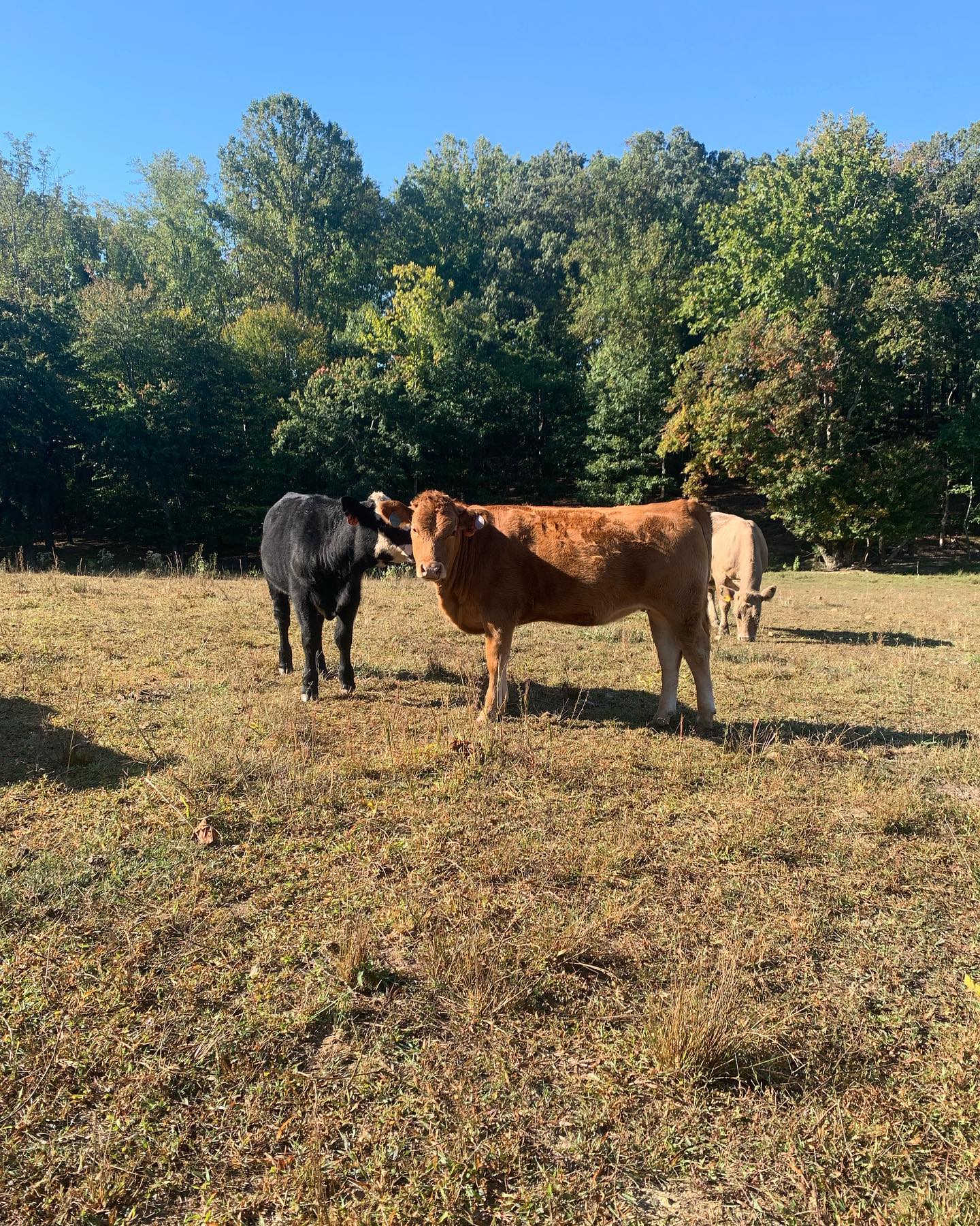 Beautiful fall day at the farm. Two weeks until the fall harvest pickup. It’s fall, y’all.
#akaushi #clintscattle #beef #gelbvieh
