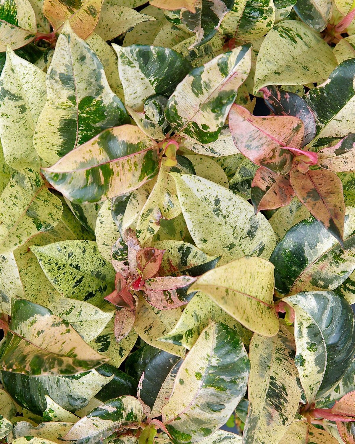 ✨ FICUS SHIVEREANA MOONSHINE ✨
Avis aux collectionneurs 💥 Le Ficus shivereana Moonshine est de nouveau disponible chez Jēra 🌱
Véritable spectacle chromatique, ce caoutchouc évolue au fil du temps : ses jeunes feuilles arborent des nuances roses avant de se teinter d’un mélange vibrant de vert lime et de vert foncé 🫶🏼
Le secret pour le rendre heureux ? 💚 Installe-le à la lumière vive (sans soleil direct) pour préserver ses couleurs éclatantes & laisse bien sécher le substrat entre deux arrosages 😉
Dispo dès maintenant en boutique & sur le e-shop ✌🏼
📍 Jēra, 51 avenue Jean Jaurès, Domont
👉🏼 www.jeraplantshop.com
#boutiquedeplantes #plantslovers #plantesrares #greenlovers #ficusshivereanamoonshine