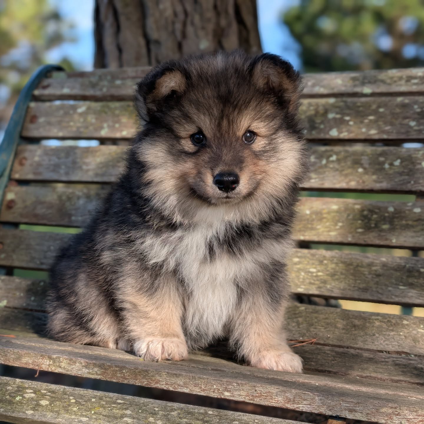 Baby Bears ears have officially made their way up 🧸
