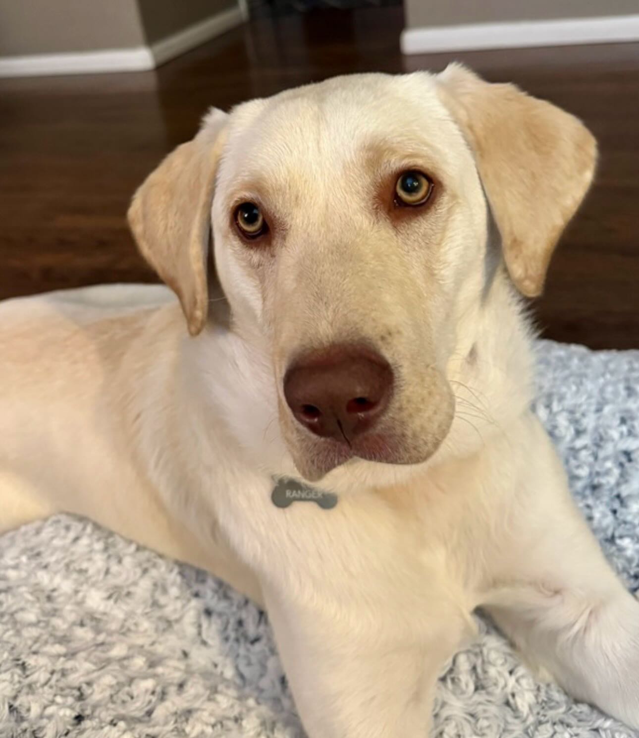Pup of the Day: Bluey 2 years old 💙
This big loveable goofball just landed in Colorado April 1st and he is already stealing hearts left and right! 😍
Bluey is basically an oversized puppy in the best possible way, he’s friendly, playful, & bursting with personality. He has truly never met a stranger! Whether it’s humans, dogs, or a squeaky toy, this boy is ALL in 🐶
In just ONE week he’s already sleeping through the night (9pm–7am, no accidents, really!)
Smart boy is learning Sit, Down & Touch, improving on leash walks every single day & mastering the art of the zoomies 😂 Did you see his videos? This boy could teach a class!
He loves toys 🧸, bones 🦴, food 🍖 (very food motivated, shocker!!) & most of all, he loves curling up beside you after a big play session with his tongue hanging out 😛
💙 Bluey would thrive with Older kids (he’s a big strong guy who doesn’t quite know his size yet!), a patient family ready to help him grow, & maybe a dog friend who can keep up with his energy! This handsome, healthy, happy-go-lucky boy is going to make someone’s life SO much better. Could that someone be you? 🏡
If you are already an approved adopter and want to meet or adopt Bluey, please contact your adoption coordinator. Or you can fill out an application at mhlrm.com