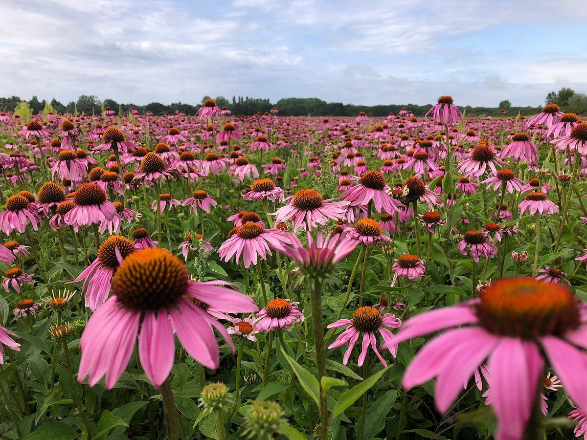 Elle est en ou notre echinacée purpurea ? 🌸
Et bien elle continue sa croissance végétale, avant d’être récoltée prochainement 🚜
#plantes #medecinales #fleurs #aromatiques #recolte #beauce #PMA28