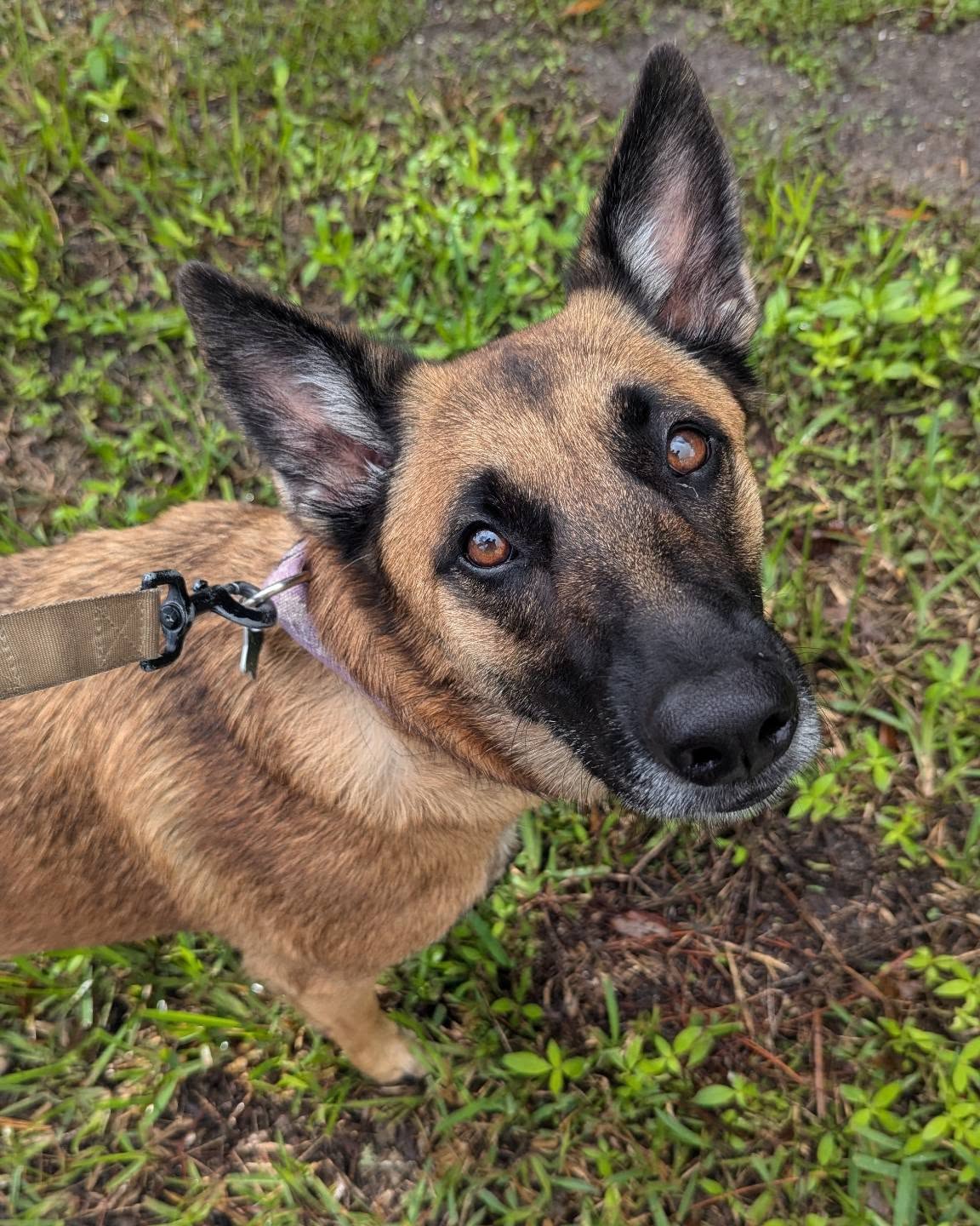 #dogsofinstagram #dogs #animals #pet #petsitter #womeninbusiness #smallbusiness #grantvalkaria #palmbay #palmbayfl