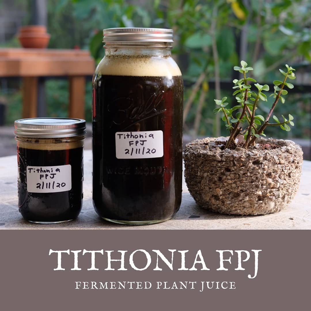 Making your own organic liquid plant food is easy! Using only plant microbes and sugar, plant material (leaves, fruit, flowers) is broken down into a biologically active, nutritious liquid plant food. Here in Florida, plants like Mexican Sunflower, Moringa, and Sweet Potato Leaves are great sources of plant nutrients. Mix chopped leaves with equal weight brown sugar and the sugar will extract water and nutrients from the plant material over the course of a few weeks. Microbes on the plant material will feed on the sugars and release acids and enzymes that break down the plant material into super bioavailable nutrients. Strain out the liquid and store in jars for several months. I add 3/4 tsp of FPJ to every gallon of irrigation water. A little goes a long way! Tithonia is a great source or phosphorus as well as nitrogen, potassium, and trace minerals. #permaculture #fermentedplantjuice #fpj #knf #regenerativefarming #foodforest #foodnotlawns #koreannaturalfarming #naturalfarming #soilfoodweb #livingsoil #soilhealth #regenerativefarming #tithoniadiversifolia #tithonia #mexicansunflower #merepot #merestone #closingtheloop