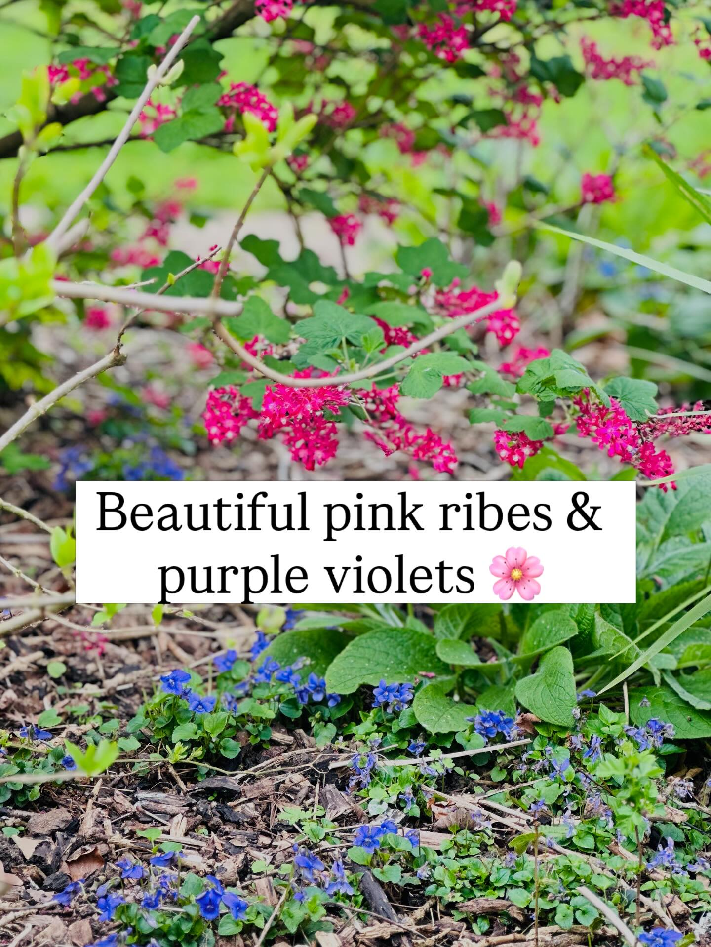 Ahhh beautiful spring time flowers 🌸