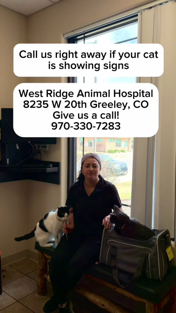 Today, Dr. Lin is joined by two very special assistants—Nova and Sputnik—to talk about a serious and life-threatening condition: Feline Urinary Obstruction.
This happens when a cat (most commonly males) is physically unable to pass urine. It is an extremely painful and dangerous emergency that can become fatal in as little as 24–48 hours if left untreated.
⚠️ What to watch for:
🐈⬛ Frequent trips to the litter box with little to no urine produced.
🐈⬛ Straining or crying out while trying to go.
🐈⬛ Excessive licking of the genital area.
🐈⬛ Lethargy or hiding.
Who is at risk? While it can happen to any cat, those who are overweight or experiencing high levels of stress are at a higher risk.
How to help prevent it:
✅ Increase water intake (cat fountains are great!).
✅ Transition to a wet-food-only diet if recommended.
✅ Maintain a healthy weight and a "Fear-Free" home environment.
If you notice any of these signs, do not wait.
Call West Ridge Animal Hospital immediately at 970-330-7283.
#WestRidgeAnimalHospital #CatHealth #VetTips #FelineUrinaryObstruction #DrLin #GreeleyVets #WRAHWarrior #CatSafety