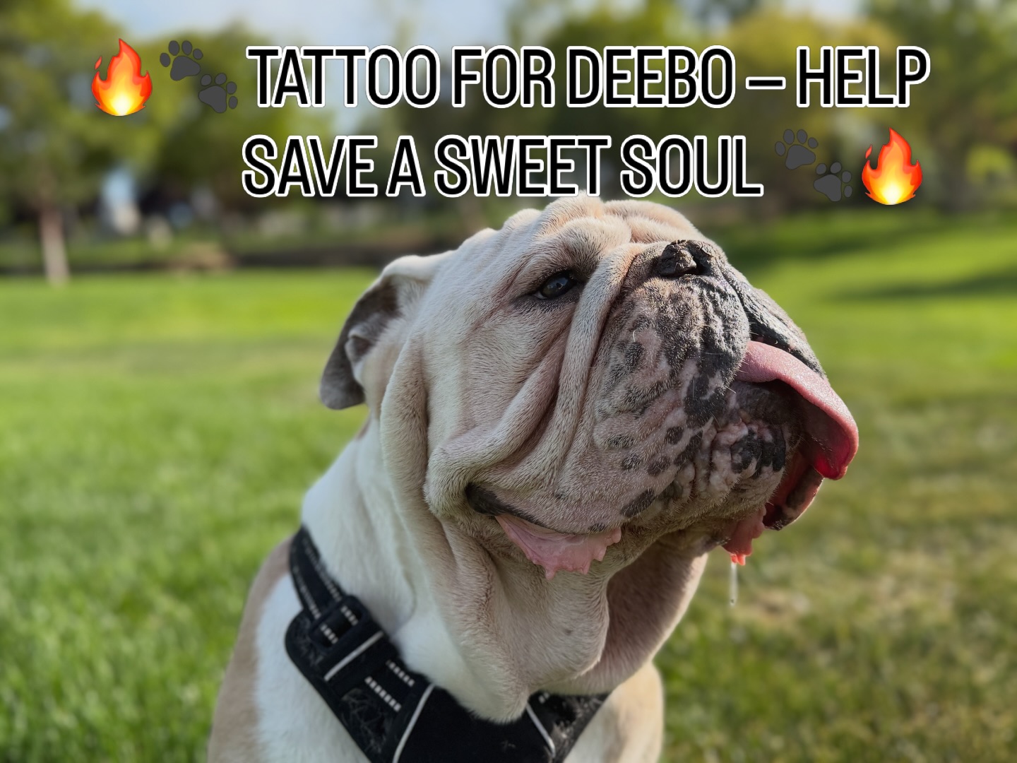 🔥🐾 TATTOO FOR DEEBO — HELP SAVE A SWEET SOUL 🐾🔥
Deebo, our gentle English Bulldog who loves everyone he meets, is fighting aggressive jaw cancer that’s making it painful to eat. He needs urgent surgery at UC Davis — and your tattoo can help save his life.
Get tattooed. Give Deebo a chance.
Every dollar goes toward his life‑saving treatment.
Let’s pack the shop, show up big, and fight for this sweet boy who’s given nothing but love.
Ink with purpose. Help Deebo keep living his happy, snuggly life. 🖤🐶🔥
#savedogs #tattoo #tattooforlife #sacramento #sacramentotattoos