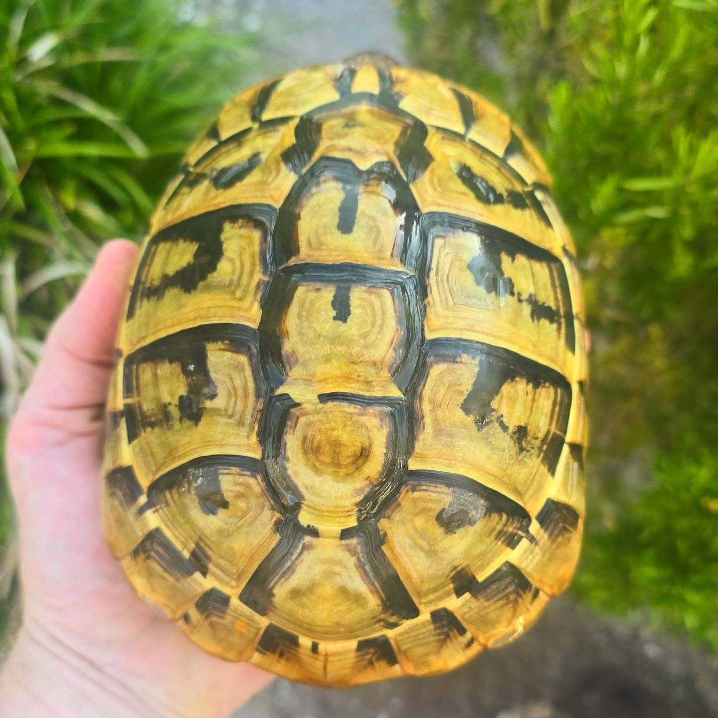 Here, we have a hold back from 7 years ago. Her shell is perfect. Exactly how they should grow.
#testudo #hermanniboettgeri #midlandtortoise #tortoise #Tortoise #tortoisekeeper #tortoiseofig #tortoiseofinstagram #tortstgram #tortoiselife #reptilesofinsta #reptilesofig #repstagram #pets #reptile #schildkröte #hermantortoise #easternherman #reptile #tortugas #naturalistictortoisekeeping #tortue #tortuga