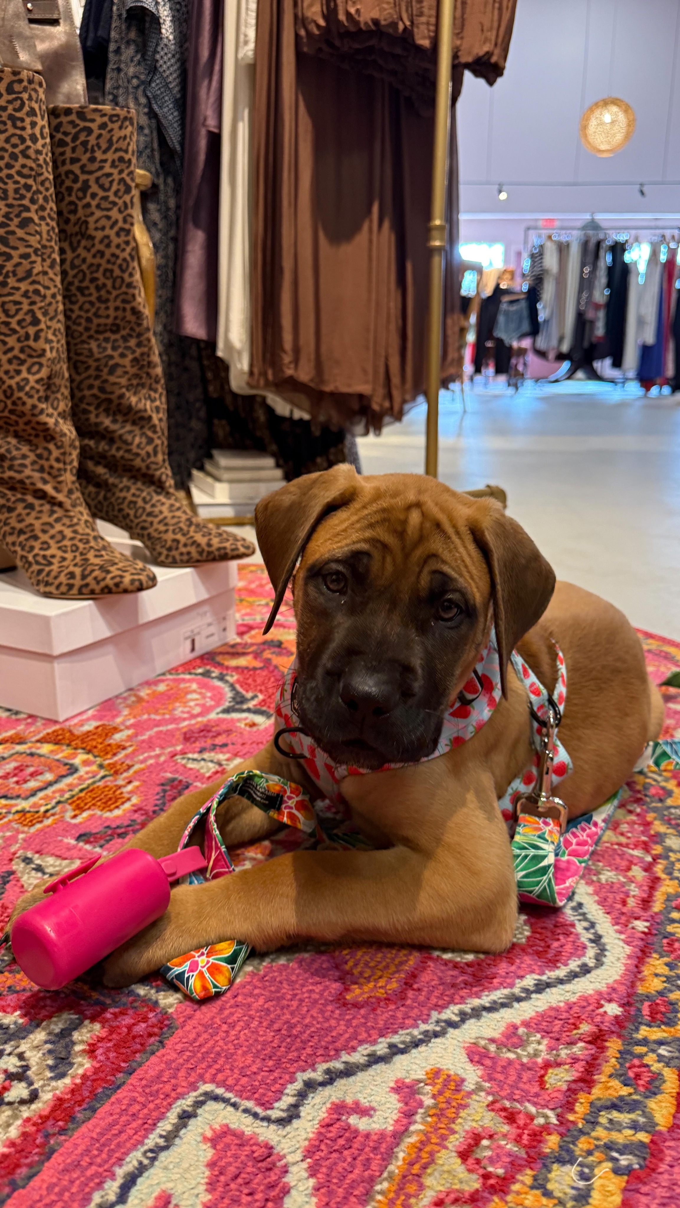 When Abby @theragamuffinbakery introduces you to her 12 week old Gussi mastiff, you share! Teach em how to shop young! 😆The sweetest most well behaved puppy girl ever! I’m in love as is she! 🐾🩷