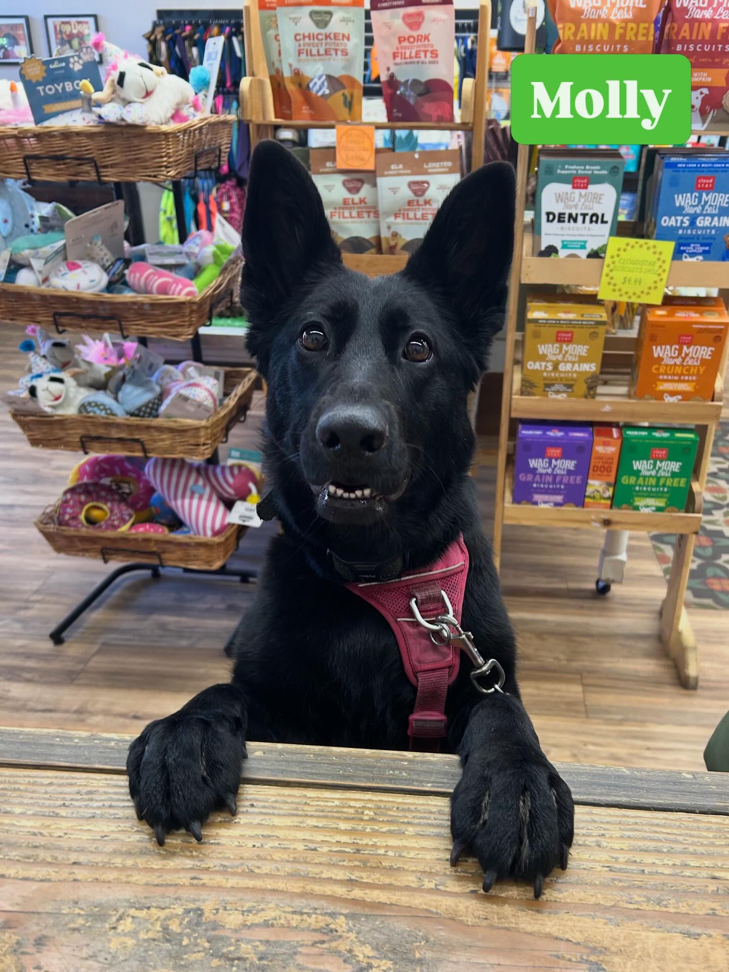 Oh my Molly! You are such beautiful GSD. Thank you for shopping @pawsarottispetshop ๐๐พ
#pawspups #golocalsonomacounty #wooflocalsoco