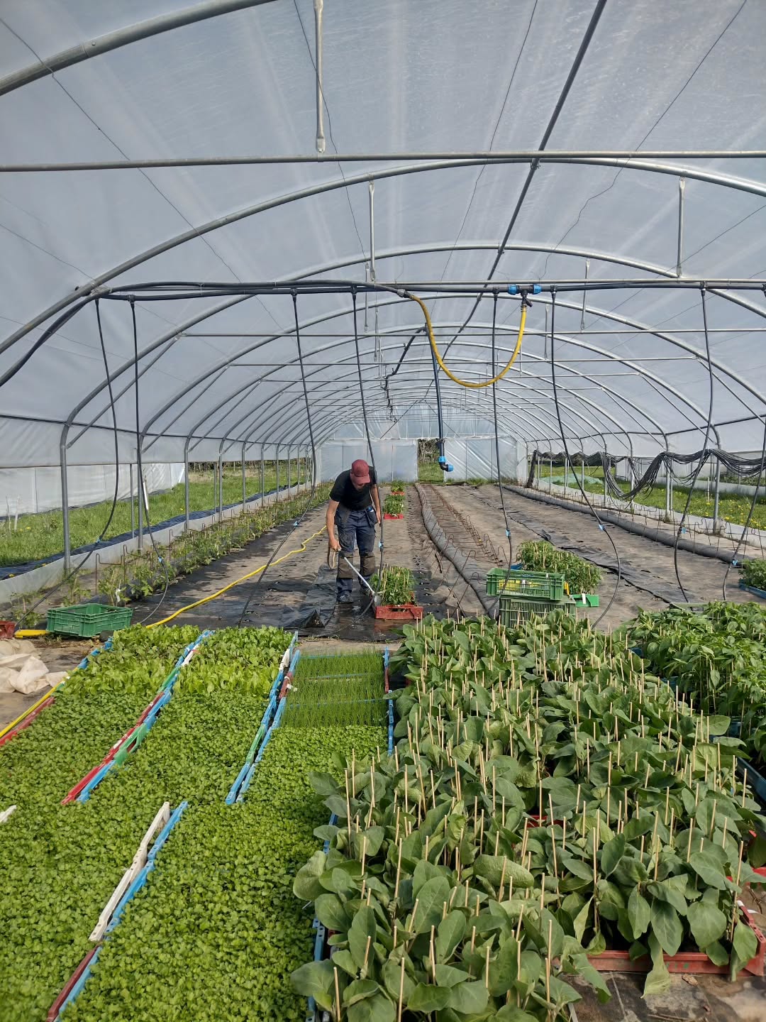 youpie on plante les tomates ! on arrose les plantons, on prépare la terre, on met les tissés sur le sol qui accueillera les nouvelles venues, on plante et on re-arrose ! 🍅🌱