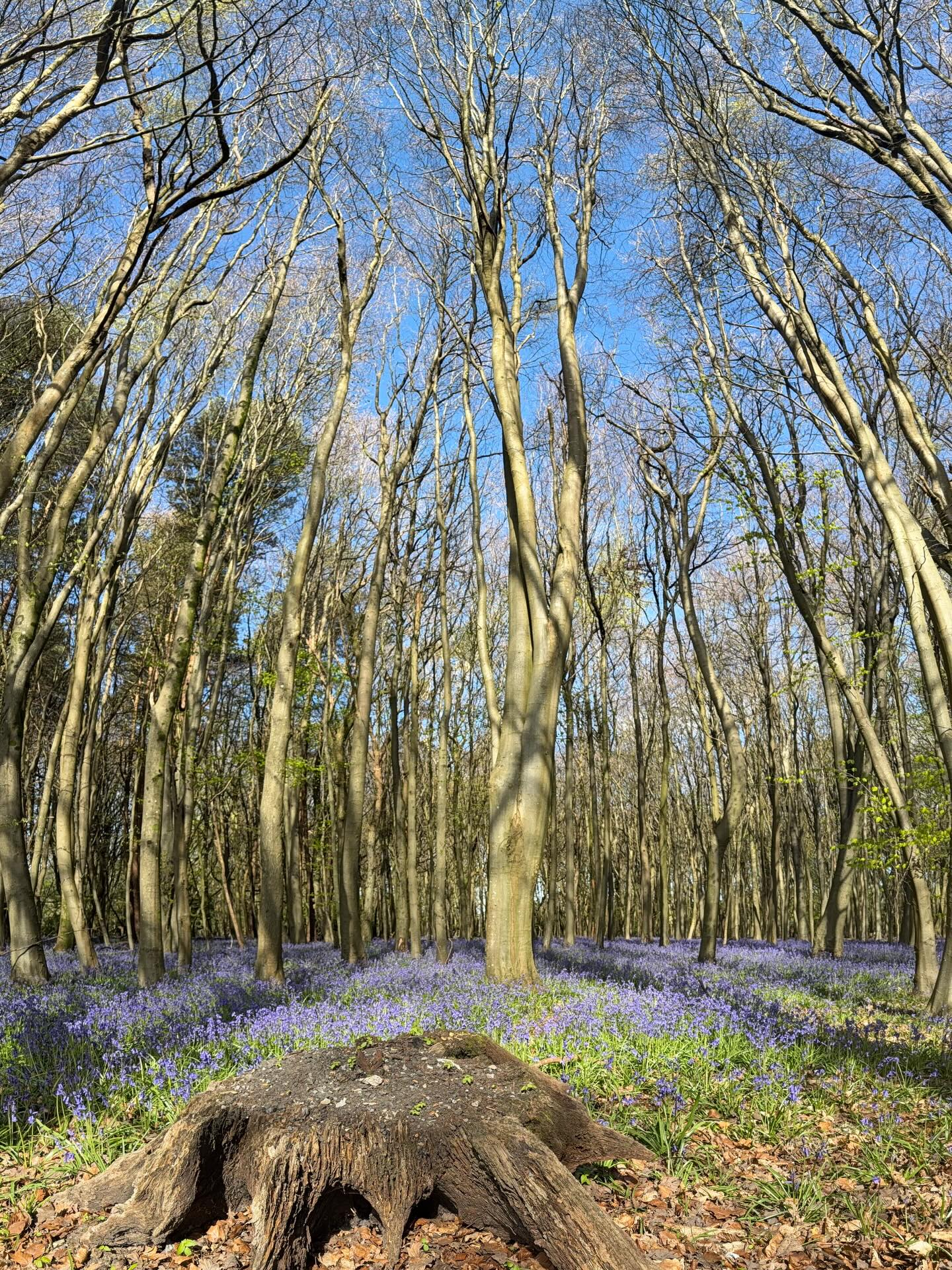 🌼💐🐴☀️What a beautiful day at Wood Farm for our team meeting. How privileged are we to be able to call this our head office … also celebrating a wonderful lady Anita’s birthday! 🌼💐🐴☀️