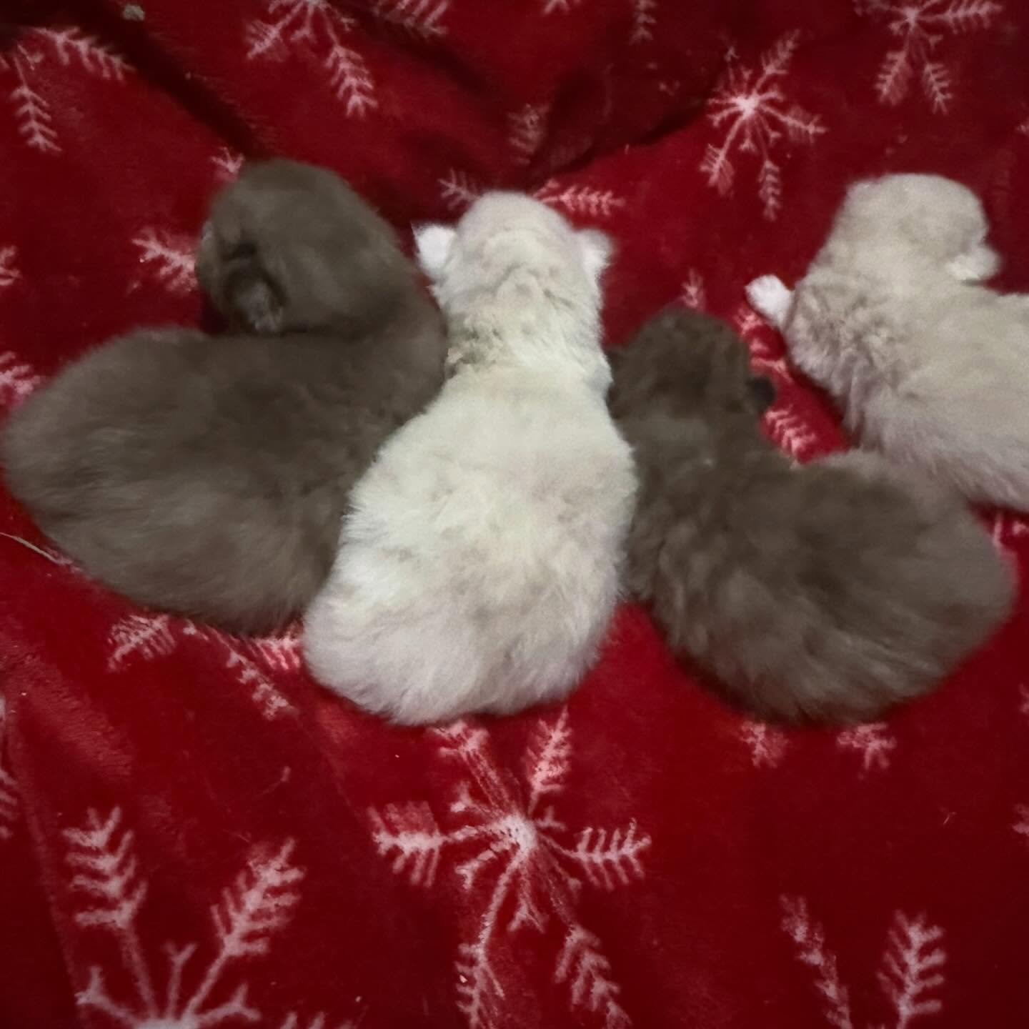 5 day old kittens are tough to photograph, but they are so adorable eyes closed and helpless as they are! The light ones are Dilute Cinnamon, (male) availability! Super rare, first kittens for us w this color, Search Solid Fawn Ragdoll to see how amazing these kittens will be as adults!