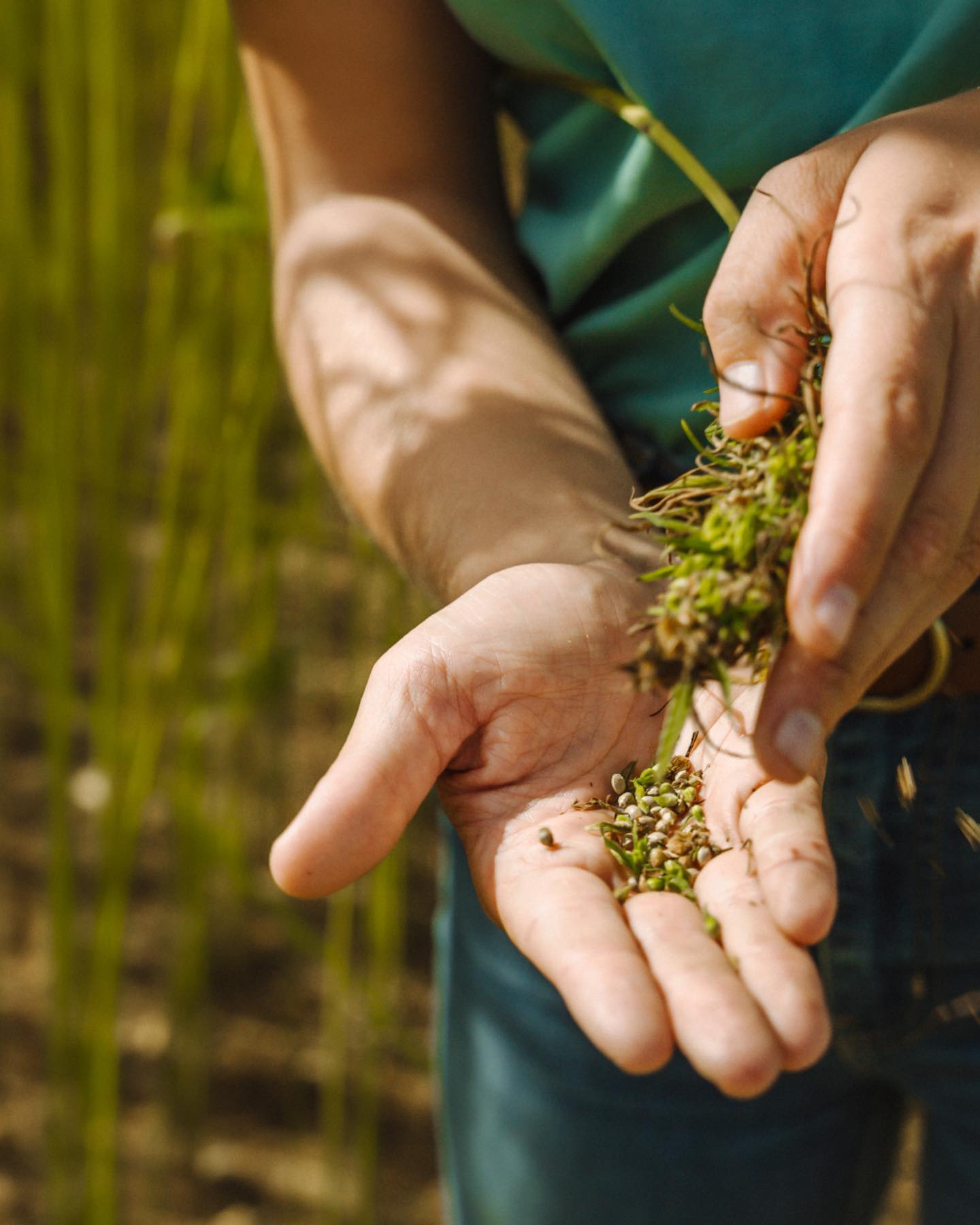 🌱🚜 Nos équipes s’activent pour les #recoltes de #chanvre !
Ça y est, le top départ est lancé 🔥
Si le temps est avec nous, ce seront 3️⃣ semaines de récolte prévues en Eure-et-Loir, Loiret, Essonne et dans le Loire-et-Cher 🤞🏻
Bravo aux équipes #agricoles qui s’affairent dans les #parcelles de #chanvre ❤️
Crédits photo 1-2-3 : @bluelemon.io