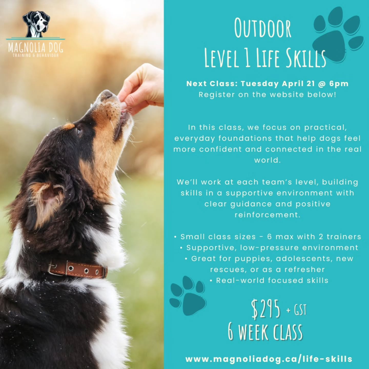 🐾 Spring into better walks, more confidence, and real-world skills with Magnolia Dog Training & Behaviour!🌞
Swipe through our exciting upcoming offerings:
1️⃣ Outdoor Level 1 Life Skills – Practical everyday foundations for puppies, teens, rescues & refreshers. Next: Tue Apr 21 @ 6pm • $295 + GST (6 weeks)
2️⃣ Outdoor Foundational Food Search Class – Fun nose work that taps into your dog’s natural sniffing instincts. Next: Wed Apr 22 @ 7pm • $295 + GST (6 weeks)
3️⃣ Food & Odor Nose Work Drop-In’s – Sniff, search & have fun! Mix of food AND odor searches, perfect for first-timers or sniff-obsessed dogs. $35 each + GST • Ongoing, drop in when convenient
4️⃣ Beginner’s Drop-In Reactive Classes – Supportive help for dogs with big feelings. Starting at $50 + GST • Ongoing with discounted packages
5️⃣ New! Pop-Up Private Sessions – Quick 45-min targeted help in local parks (Port Coquitlam & Maple Ridge). Just $125 + GST
All classes are small, positive, and led by experienced, certified R+ trainers in supportive outdoor settings. Whether your dog needs basics, enrichment, reactivity support, or a quick skill boost — we’ve got something for you!
👉 Register or learn more via the links in each slide (or visit magnoliadog.ca)
Spots are limited, our Reactive to Reconnected Class filled in record time! — which class are you most excited about? Drop a comment below or tag a fellow dog parent who needs this! 🐶💕
#MagnoliaDog #DogTraining #PortCoquitlam #MapleRidge #TriCitiesBC SmallBizSunday ReactiveDog NoseWork