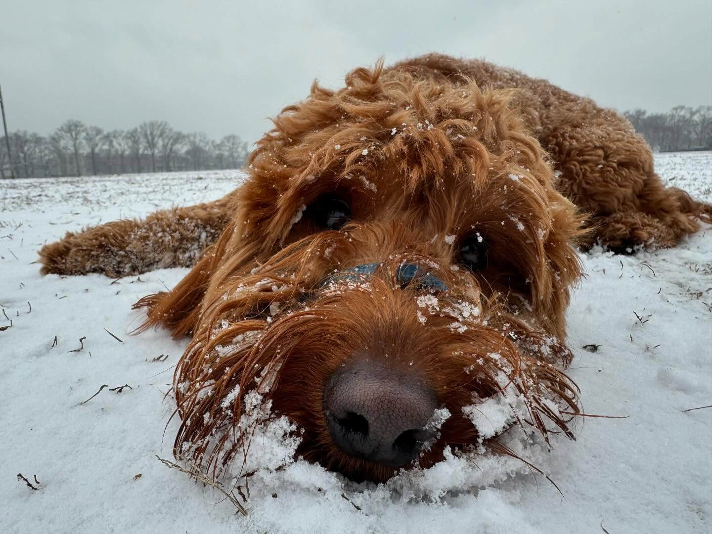 Ete loving the snow âïļ