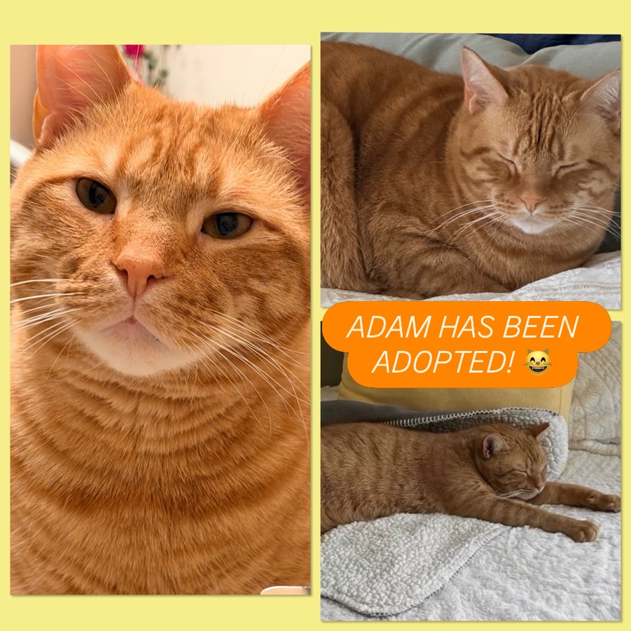 After over 2 years of waiting, our longest resident cat Adam has been adopted by his wonderful foster family! We are so happy for Adam and as you can see, he is already settled in and loving his forever home. Thank you to all who adopt 🧡🥰😸
#animalsindistressnj #adoptablecats #cats #mercercountynj #adoptme
