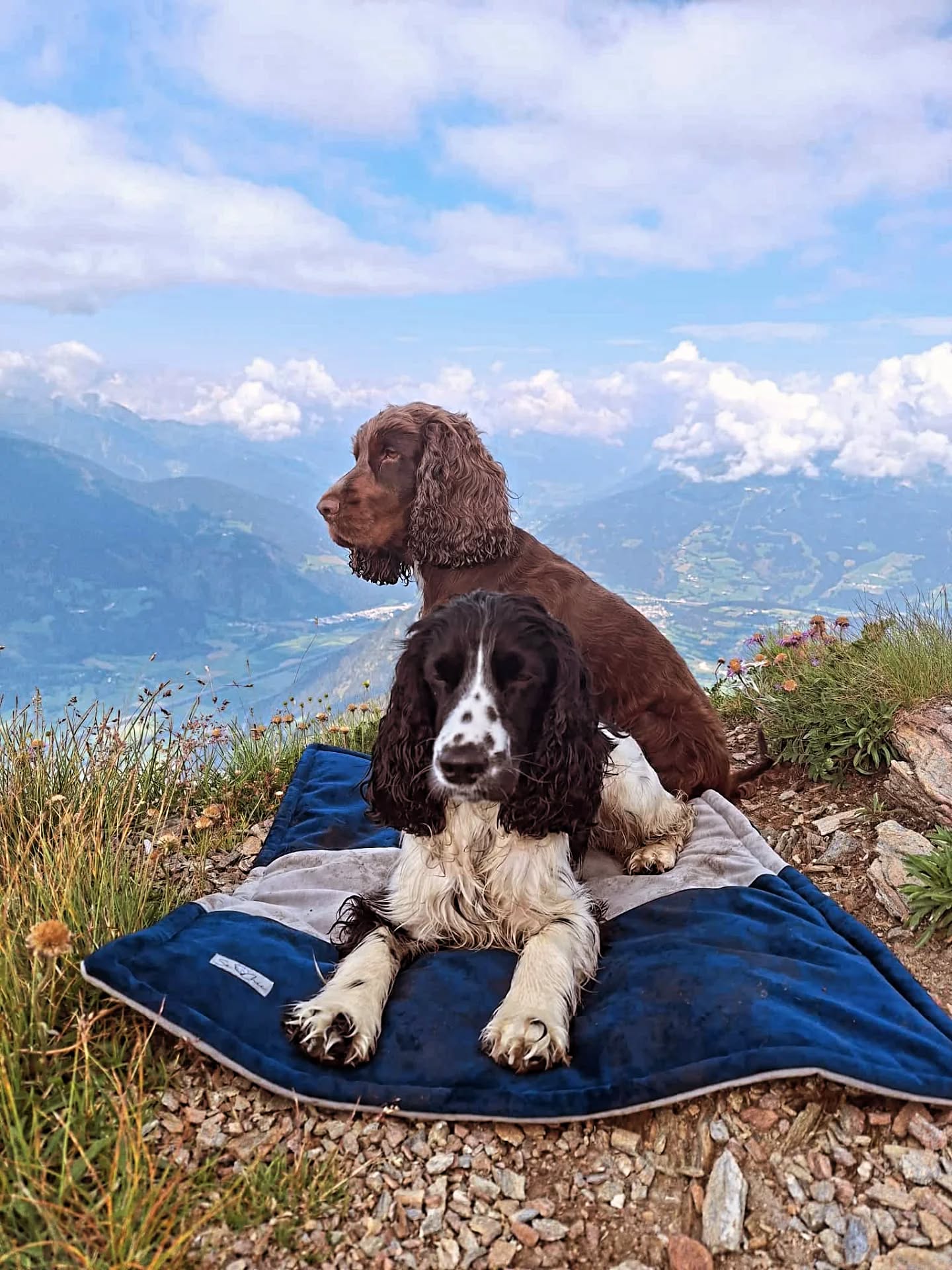 Frühlings-Outdoors mit Kuschel-Glanz 🌷🐾
Ob Gipfel-Check oder gemütliche Pause am Bach – mit den Hundedecken von Se Chic bleibt dein Hund warm, trocken und stylisch.
Leicht zu tragen, maschinenwaschbar und perfekt für jedes Outdoor- Abenteuer! 🏞🐶💚
Jetzt entdecken und dein Wander-Abenteuer komfortabler machen!
Link in Bio 🔗🗺️
#SeChic #Hundedecke #DogLovers #Frühling #WandernMitHund